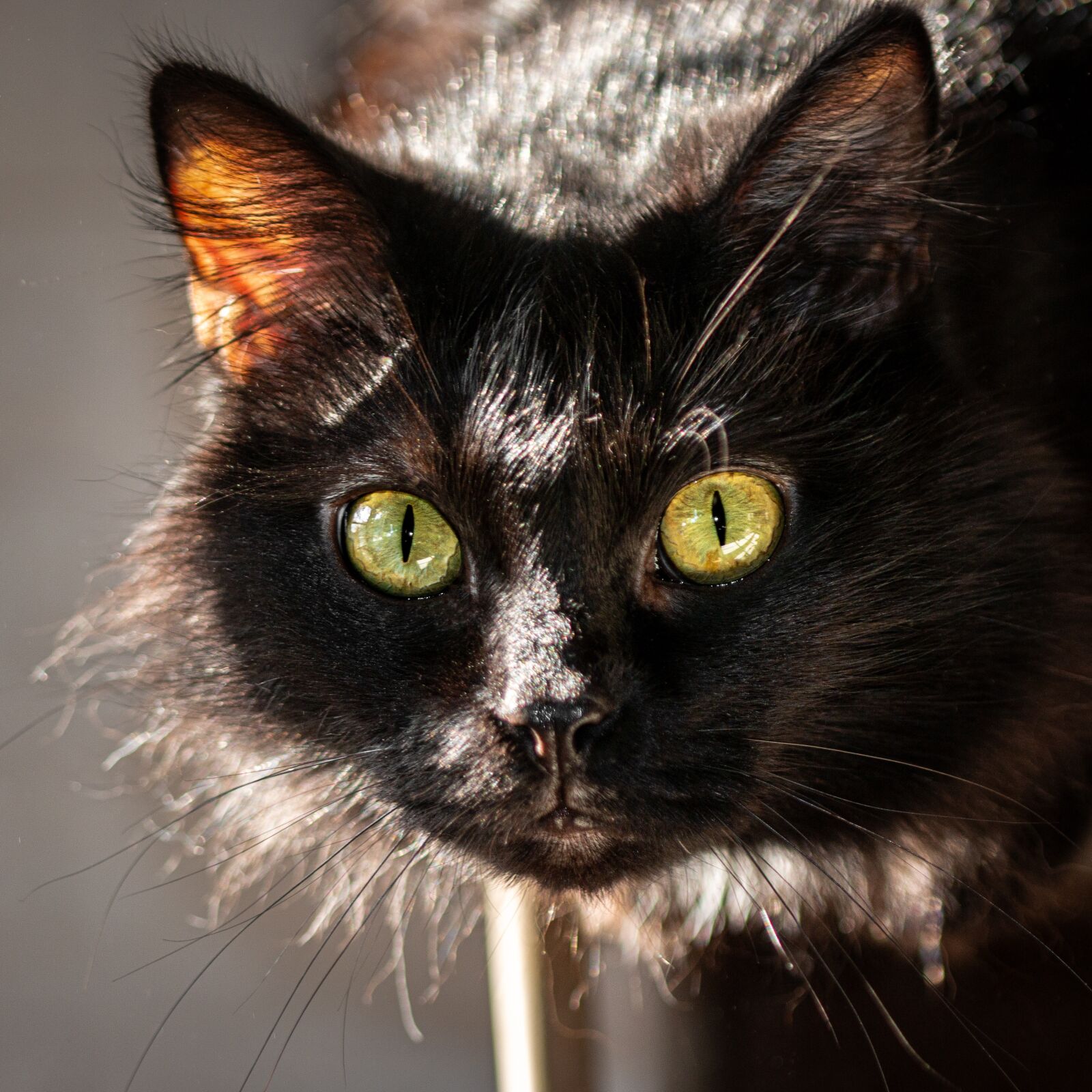 Canon EOS 70D + Canon EF 100mm F2.8 Macro USM sample photo. Cat, black cat, portrait photography