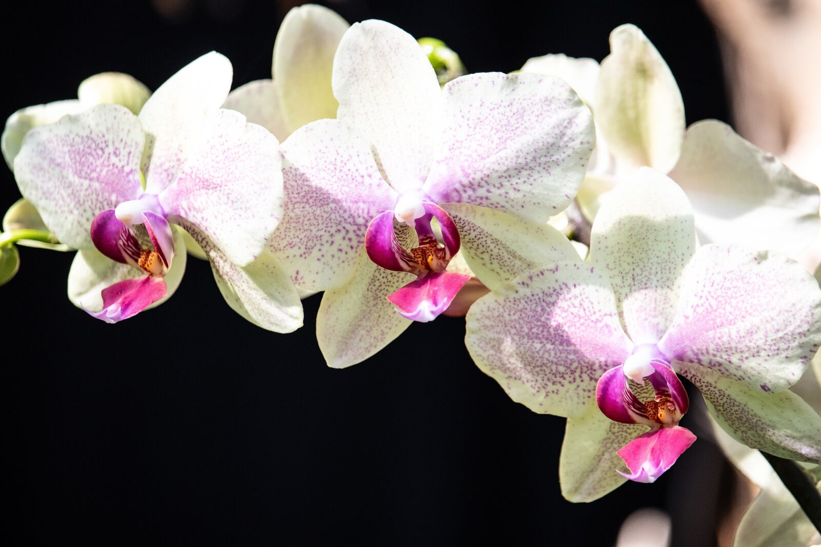 Canon EF-S 55-250mm F4-5.6 IS STM sample photo. Orchid, flower, plant photography