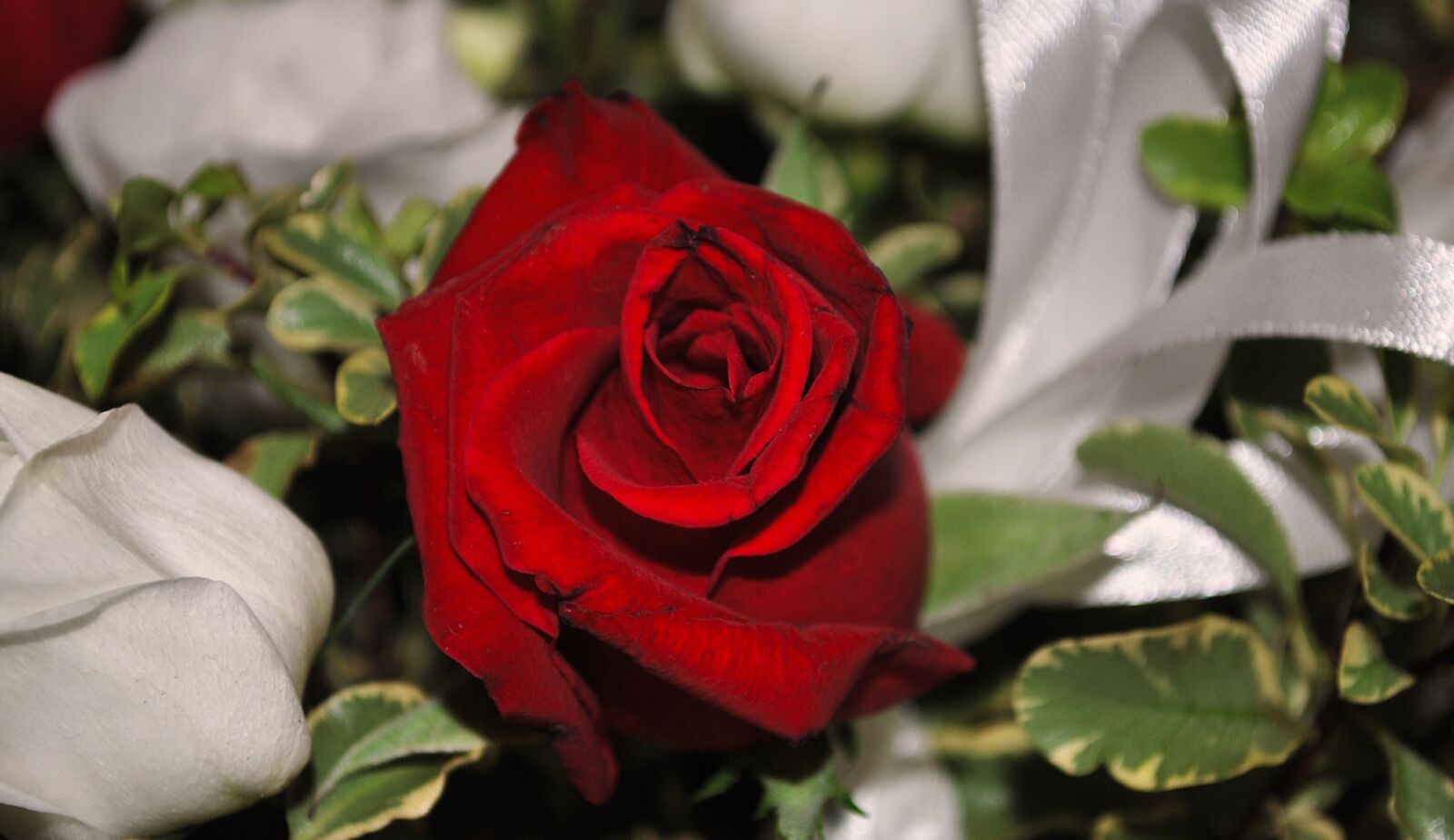 Nikon D60 sample photo. Rosa, red rose, flower photography