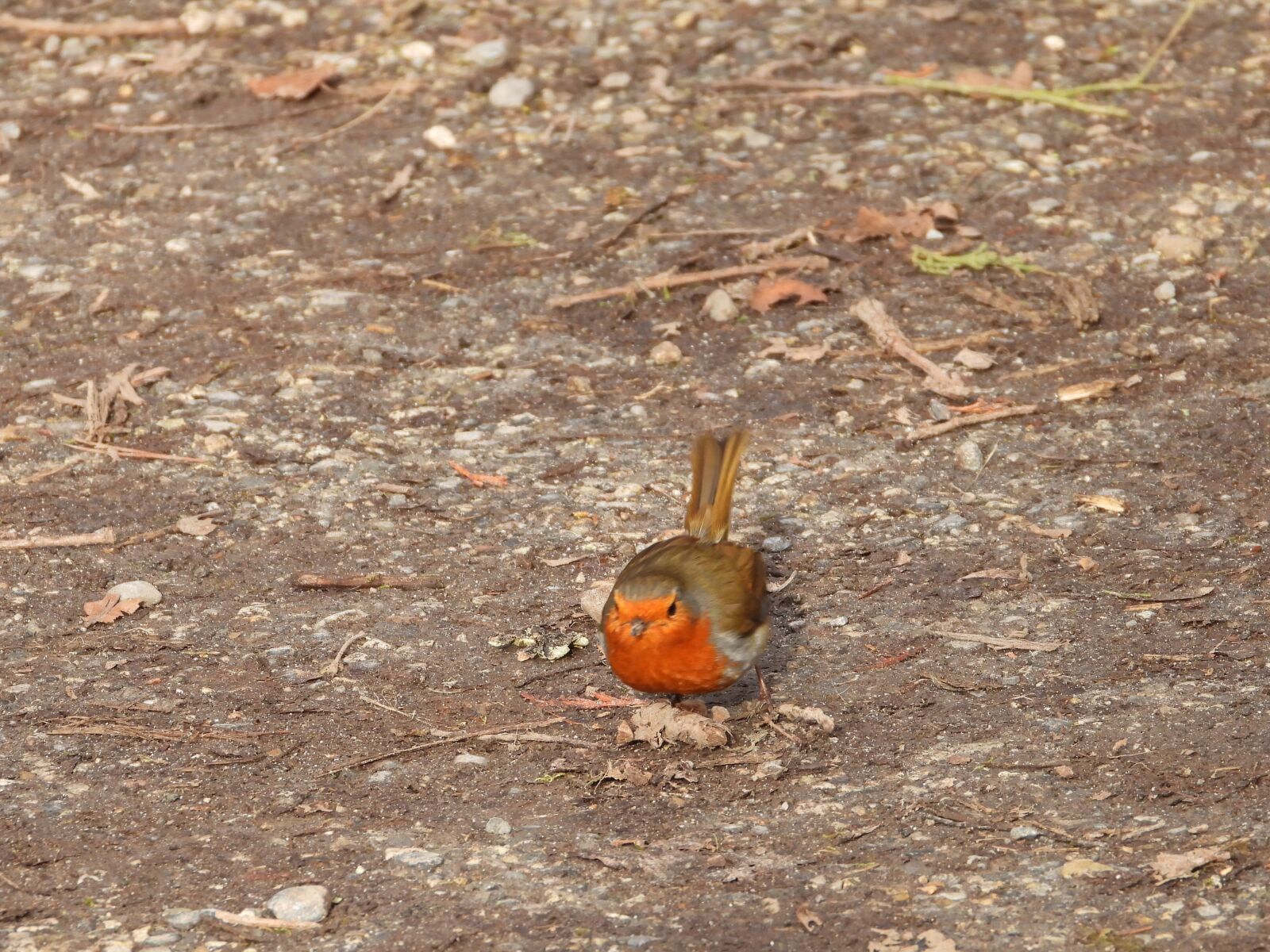 Nikon Coolpix P1000 sample photo. Robin, animal, bird photography