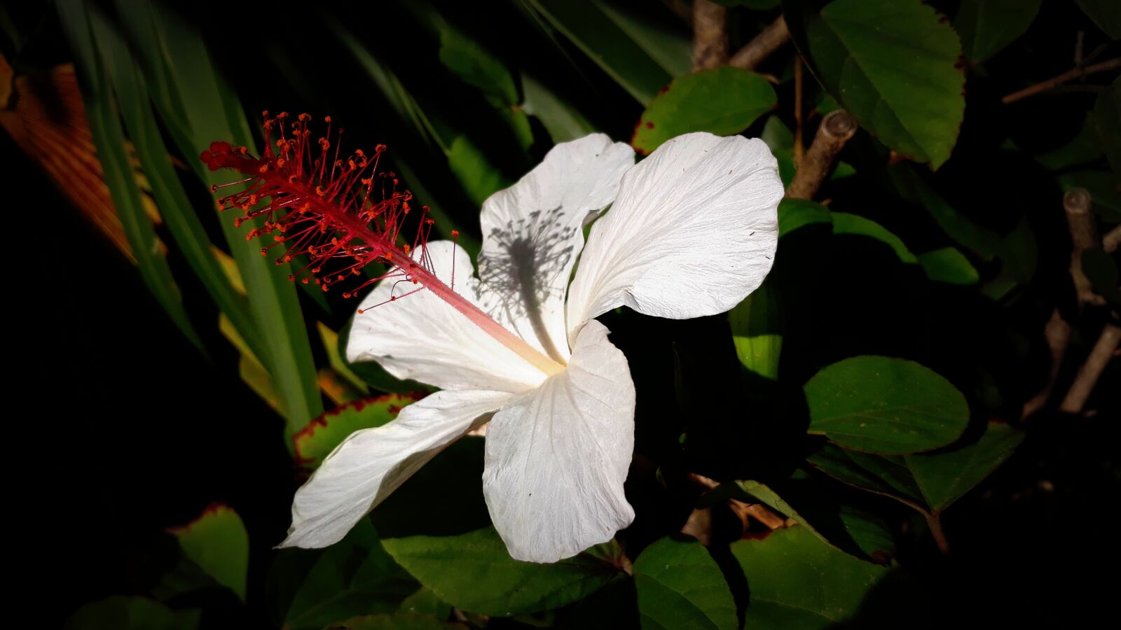 Samsung Galaxy J5 sample photo. Hibiscus, blossom, bloom photography