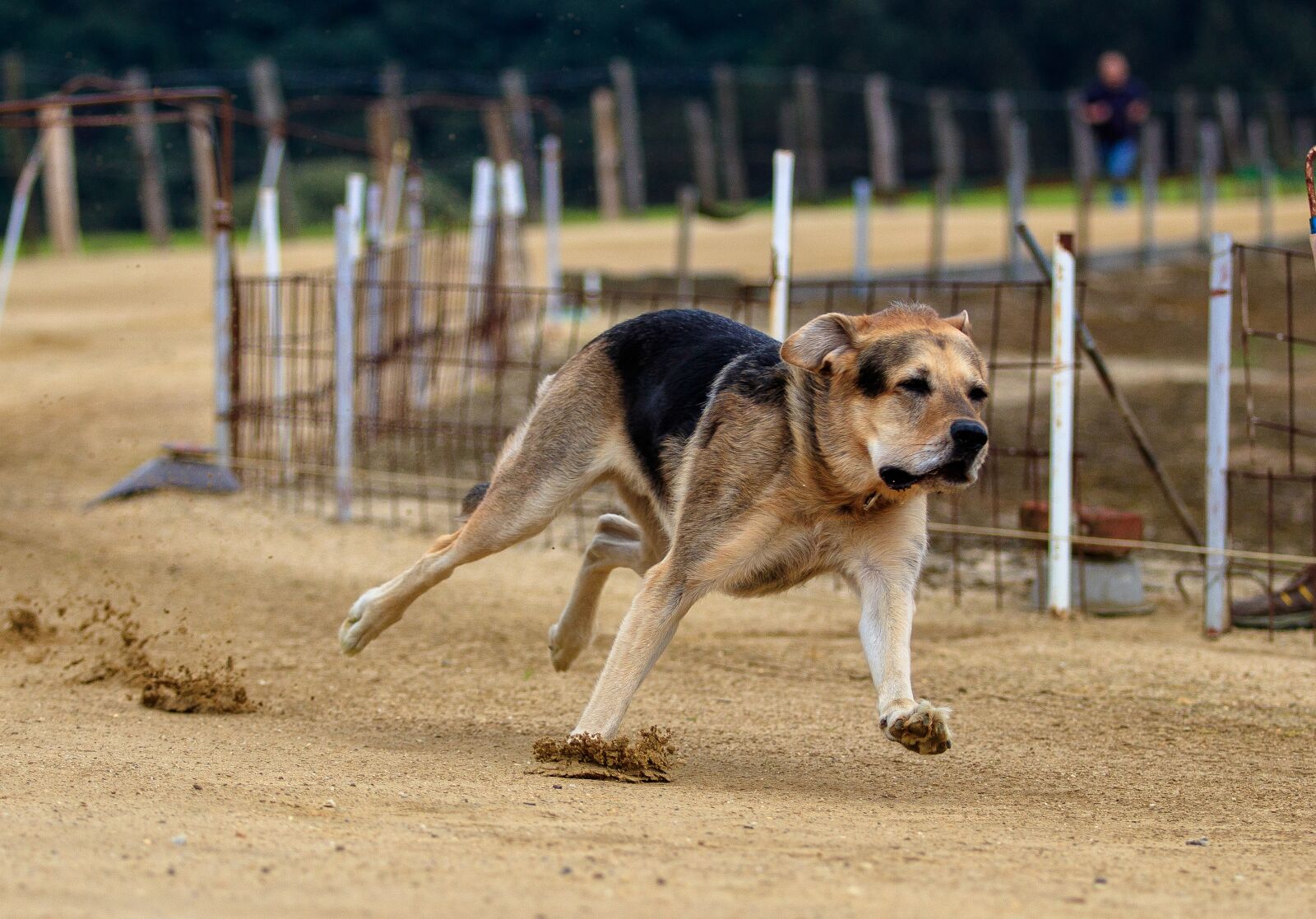Canon EOS 80D sample photo. Dog, dog racing, animal photography