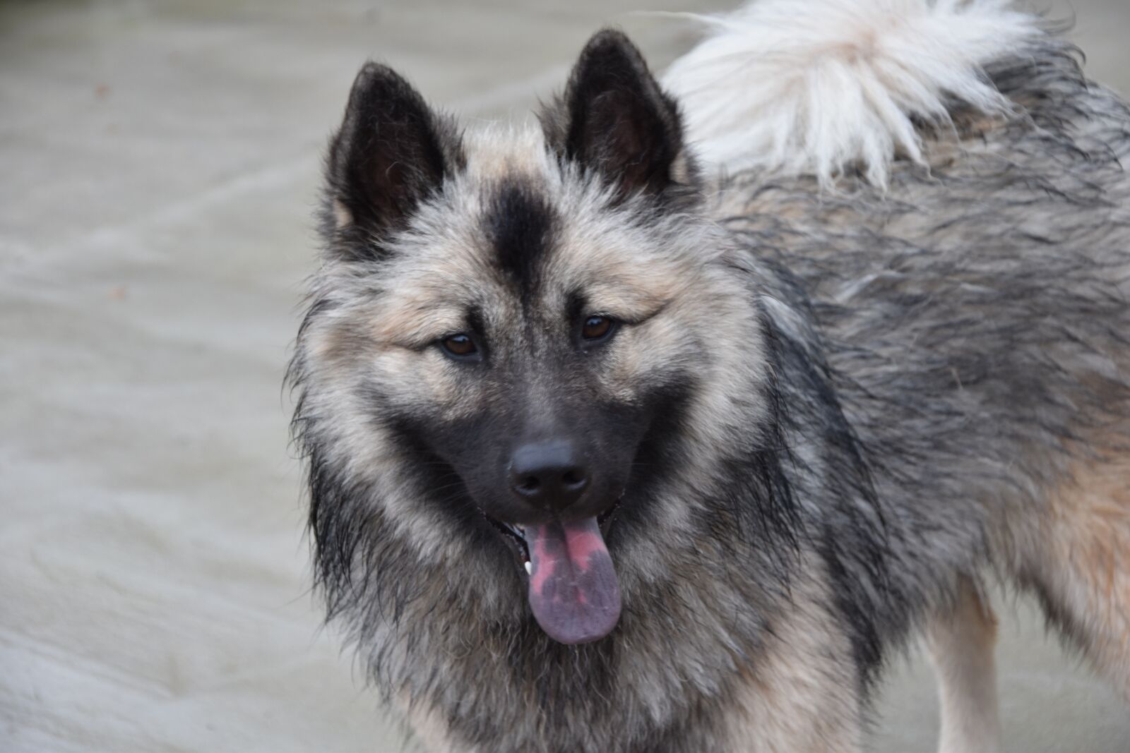 Nikon D5600 sample photo. Dog, dog eurasier dog photography