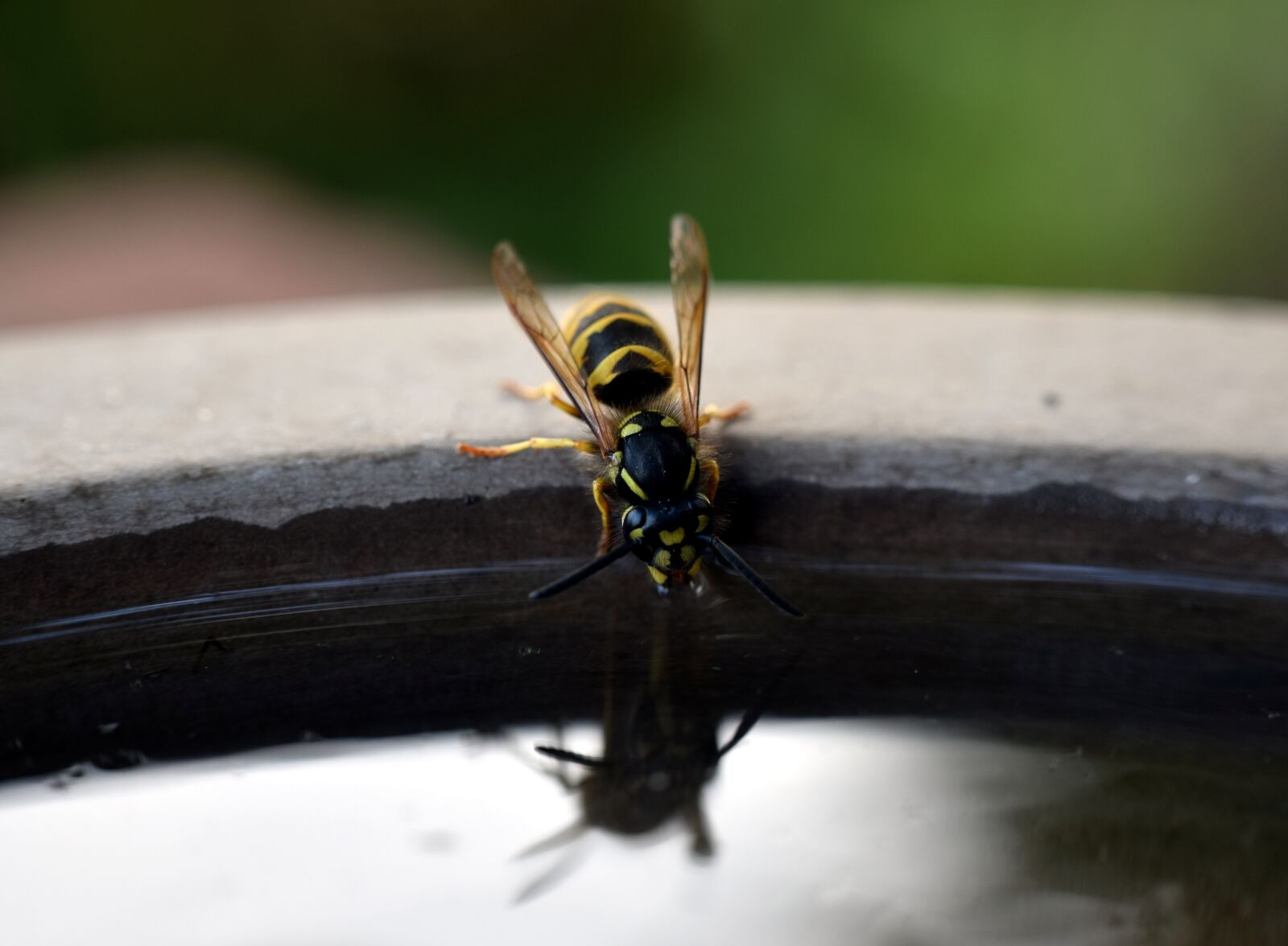 Nikon D5300 sample photo. Wasp, insect, nature photography