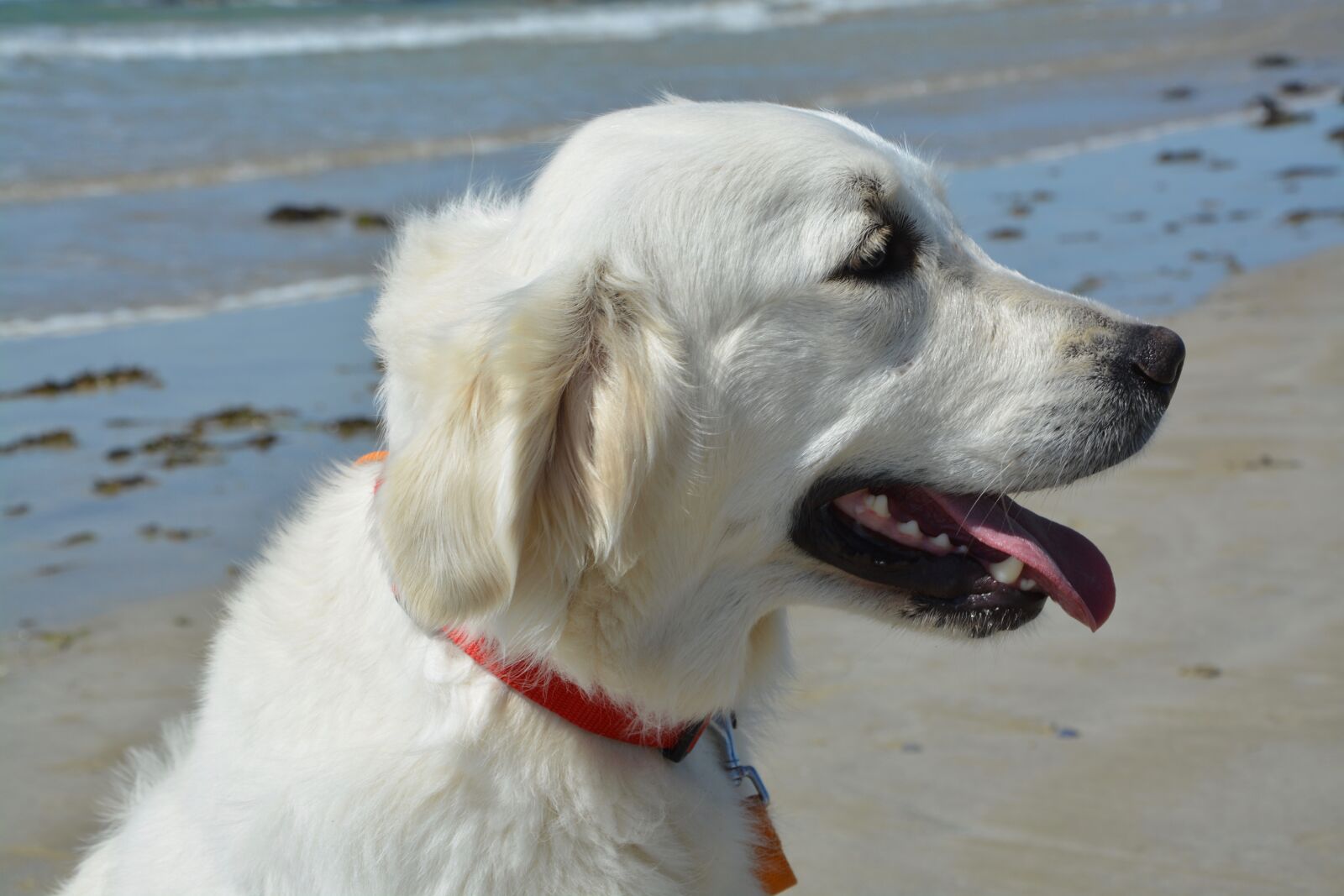 Nikon D5200 sample photo. Dog golden retriever, bitch photography