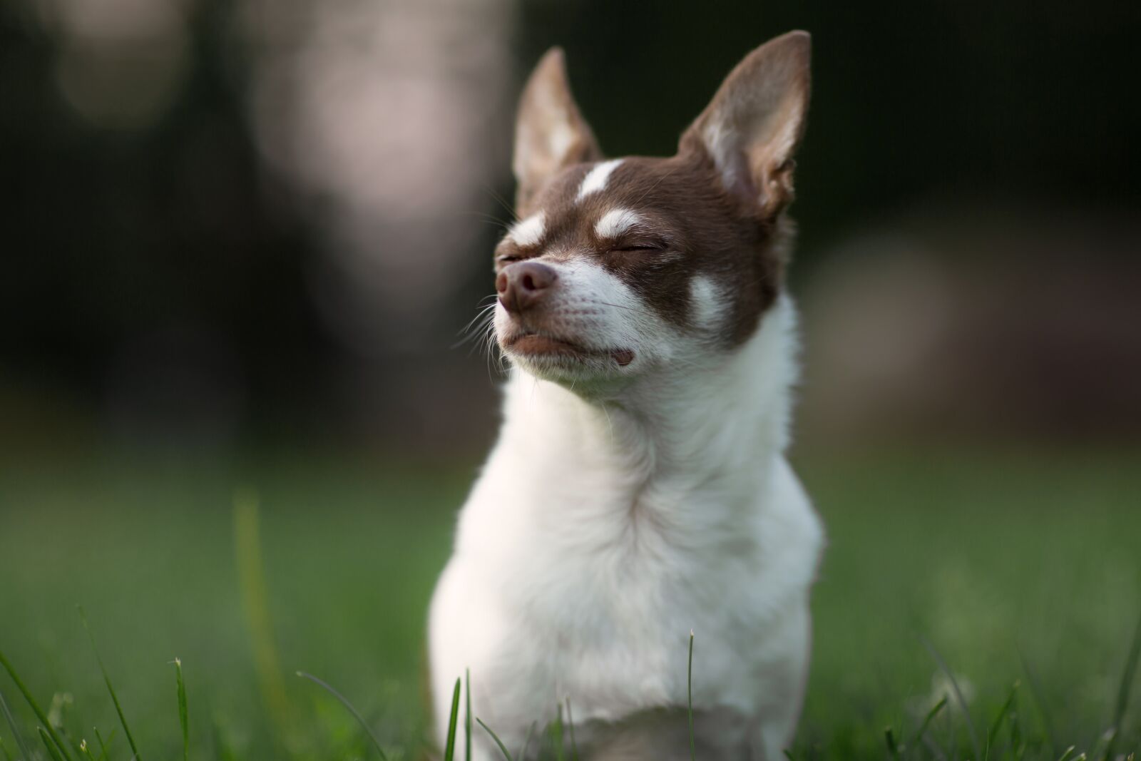 Canon EF 85mm F1.2L II USM sample photo. Dog, chihuahua, animal photography