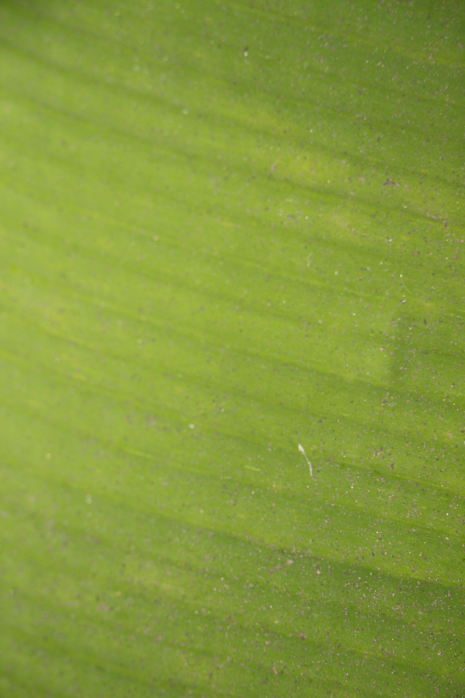 Canon EF-S 18-135mm F3.5-5.6 IS USM sample photo. Banana leaf, banana, heal photography