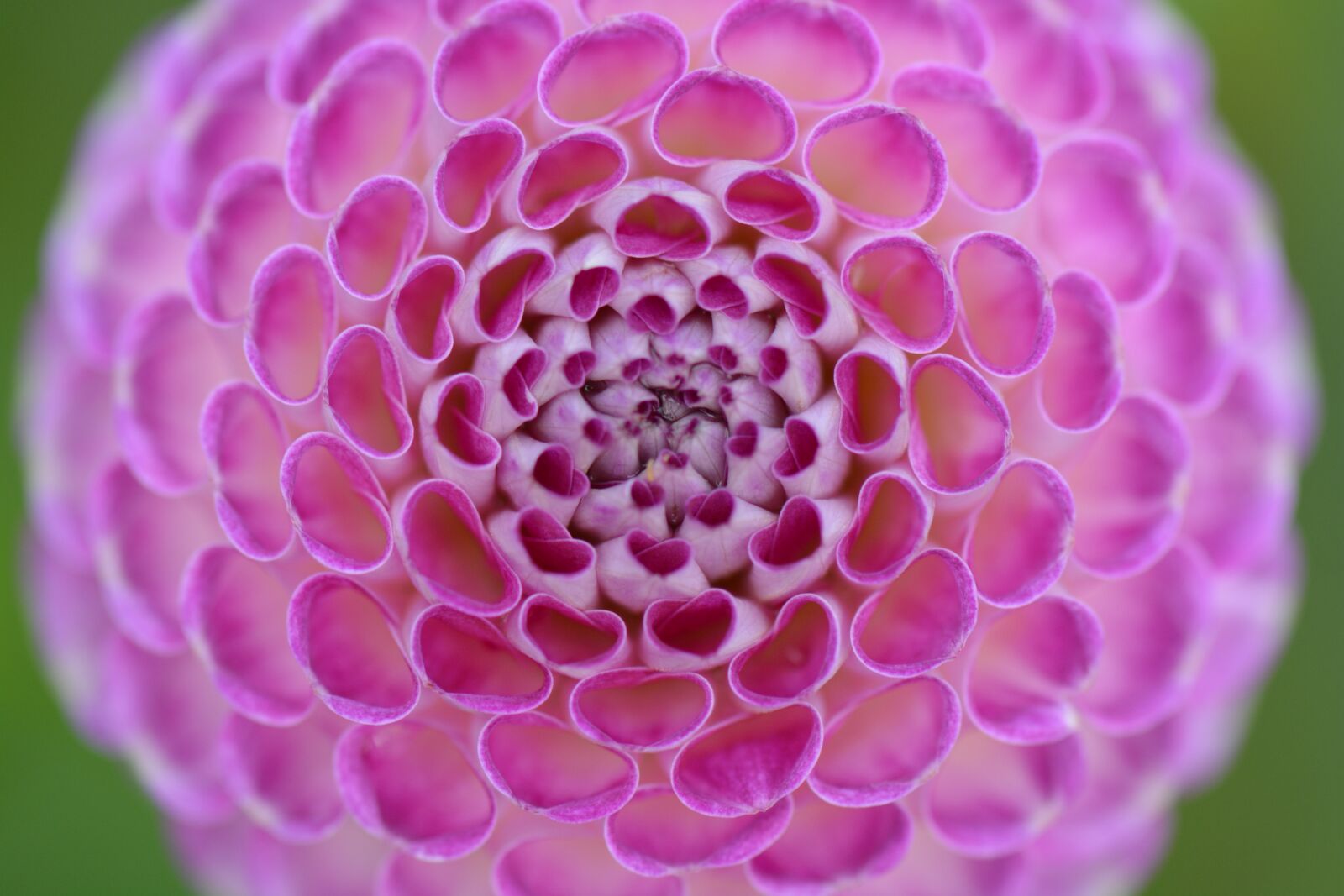 Nikon D5200 sample photo. Flower, nature, dahlia photography
