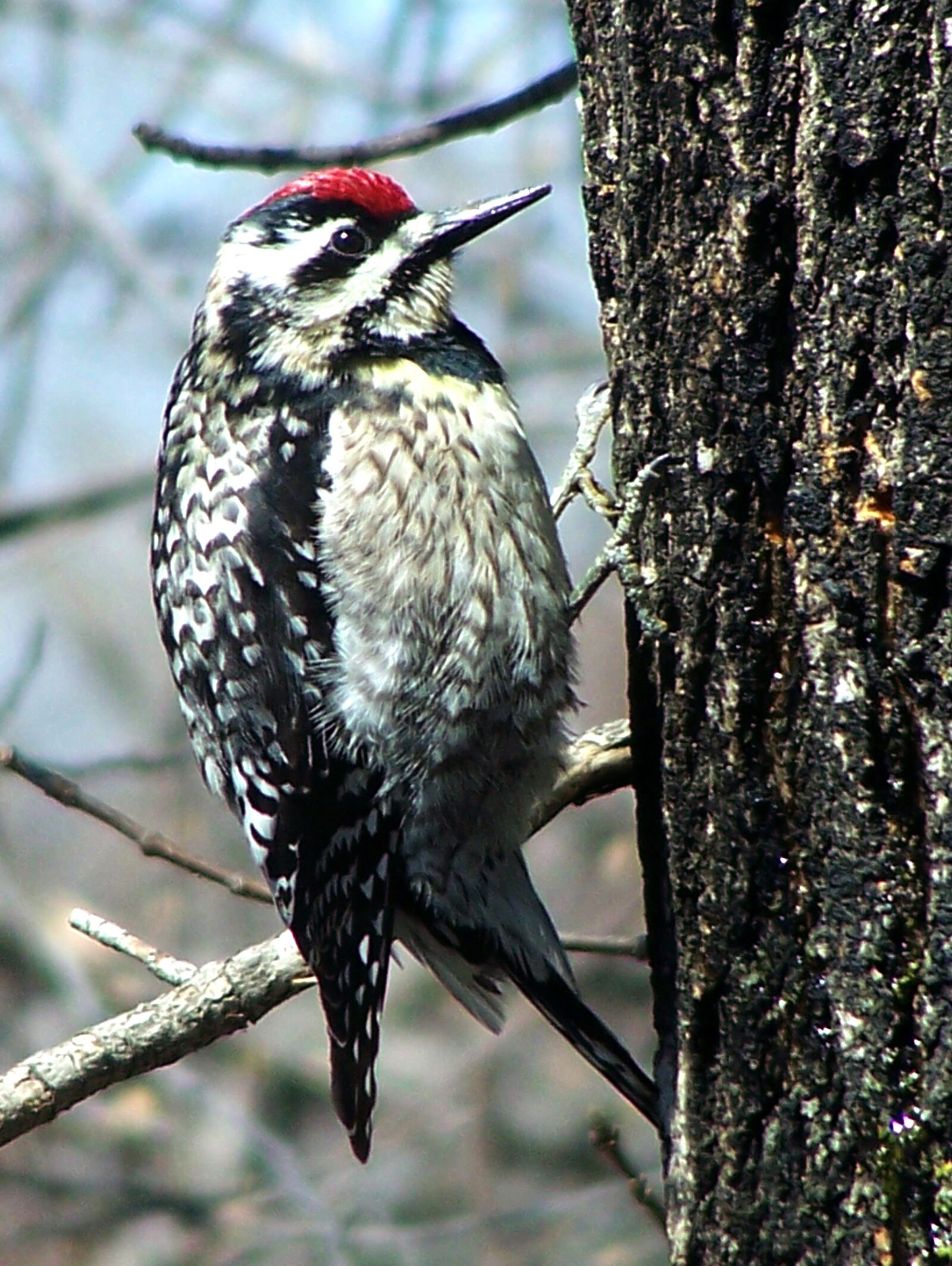 Kodak Z650 ZOOM DIGITAL CAMERA sample photo. Woodpecker, bird, nature photography