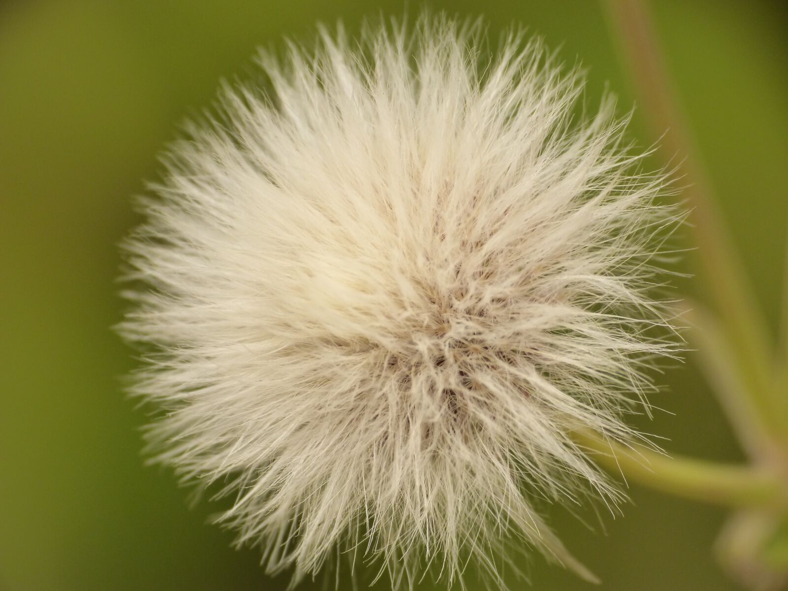 Panasonic DMC-FZ62 sample photo. Dandelion, plant, macro photography