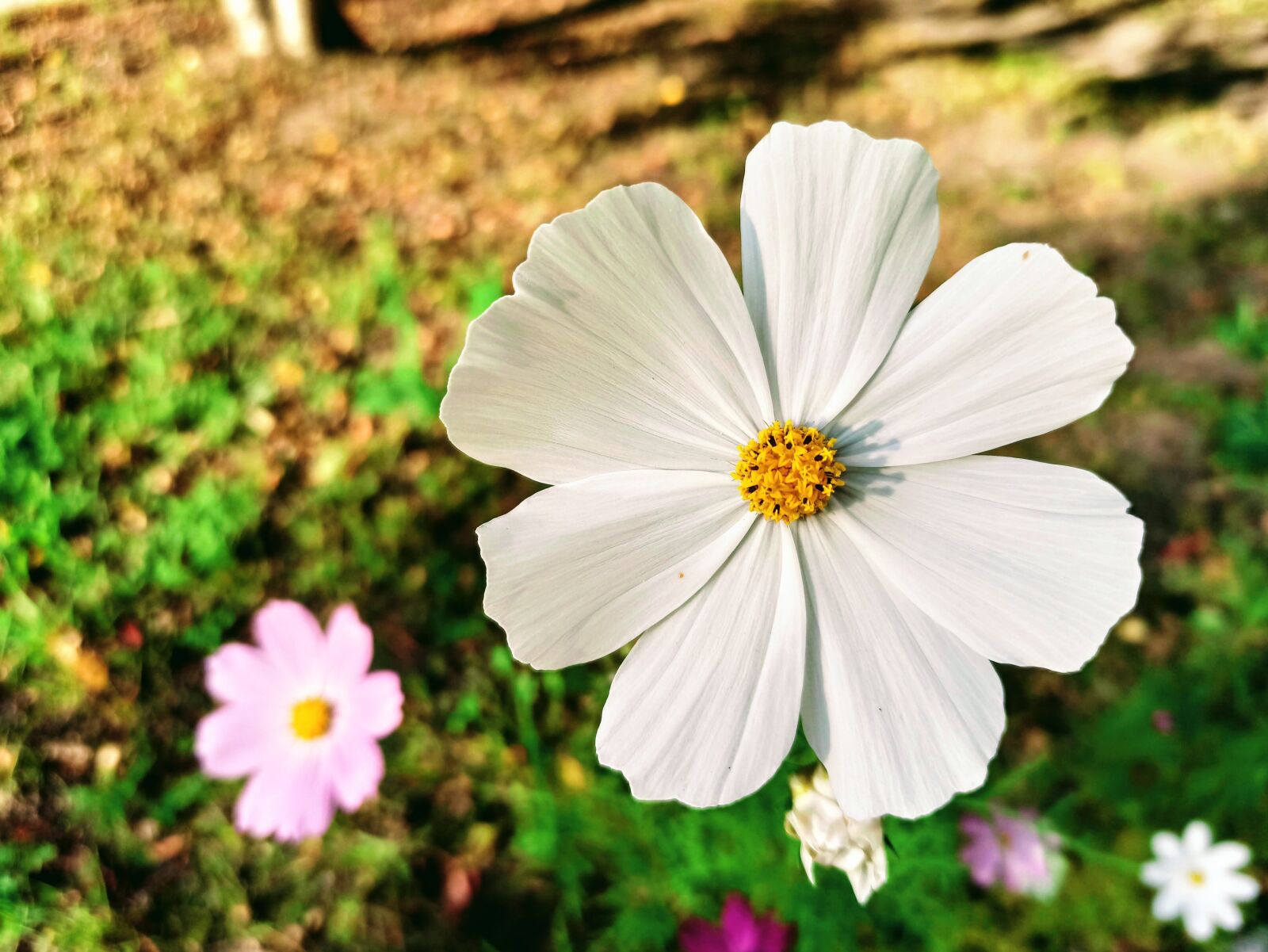 Xiaomi Redmi Note 8 Pro sample photo. Cosmos, flower, white flower photography