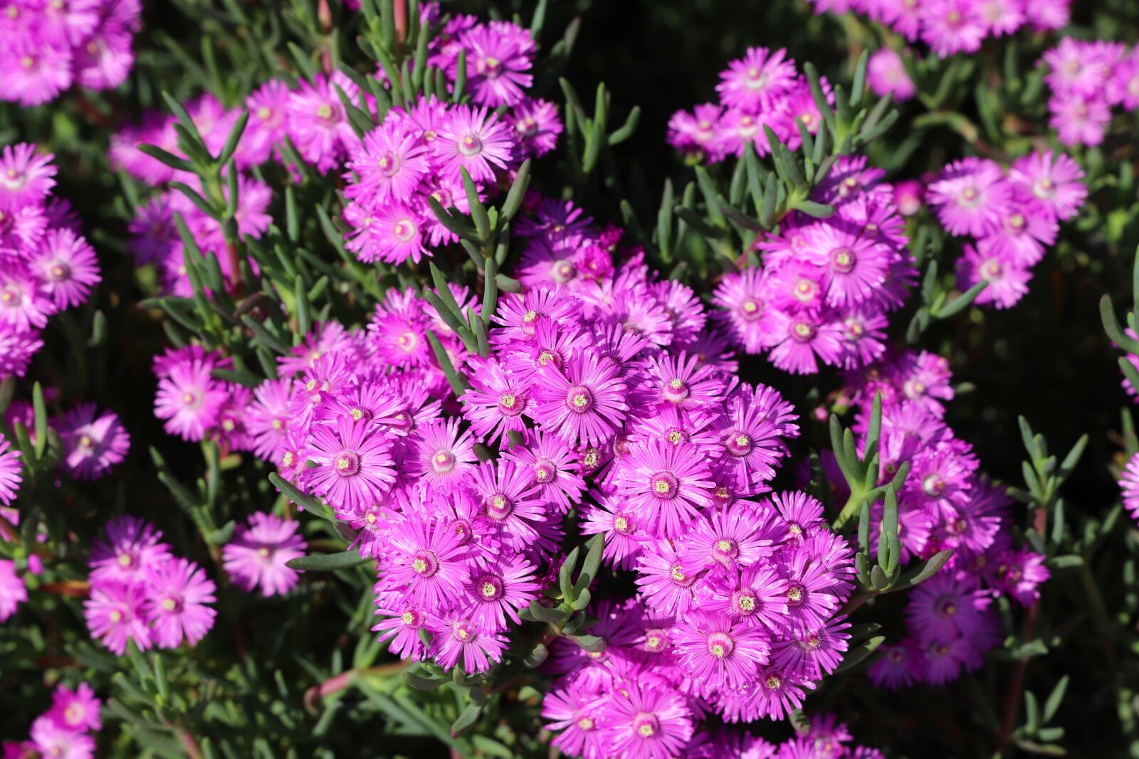 Canon EOS 6D Mark II sample photo. Flower, plant, nature photography