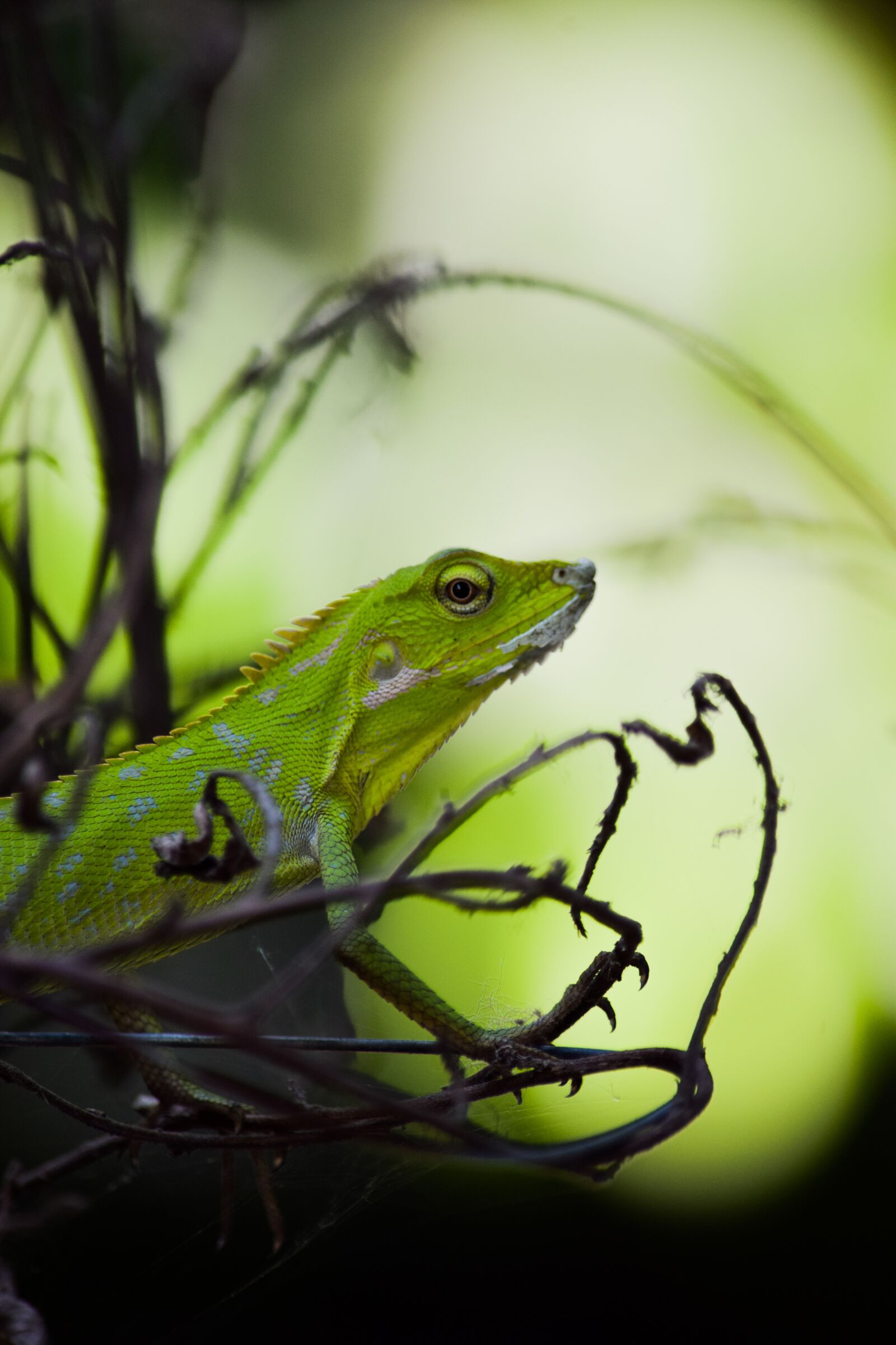 Nikon D5300 sample photo. Lizard, animal, reptile photography
