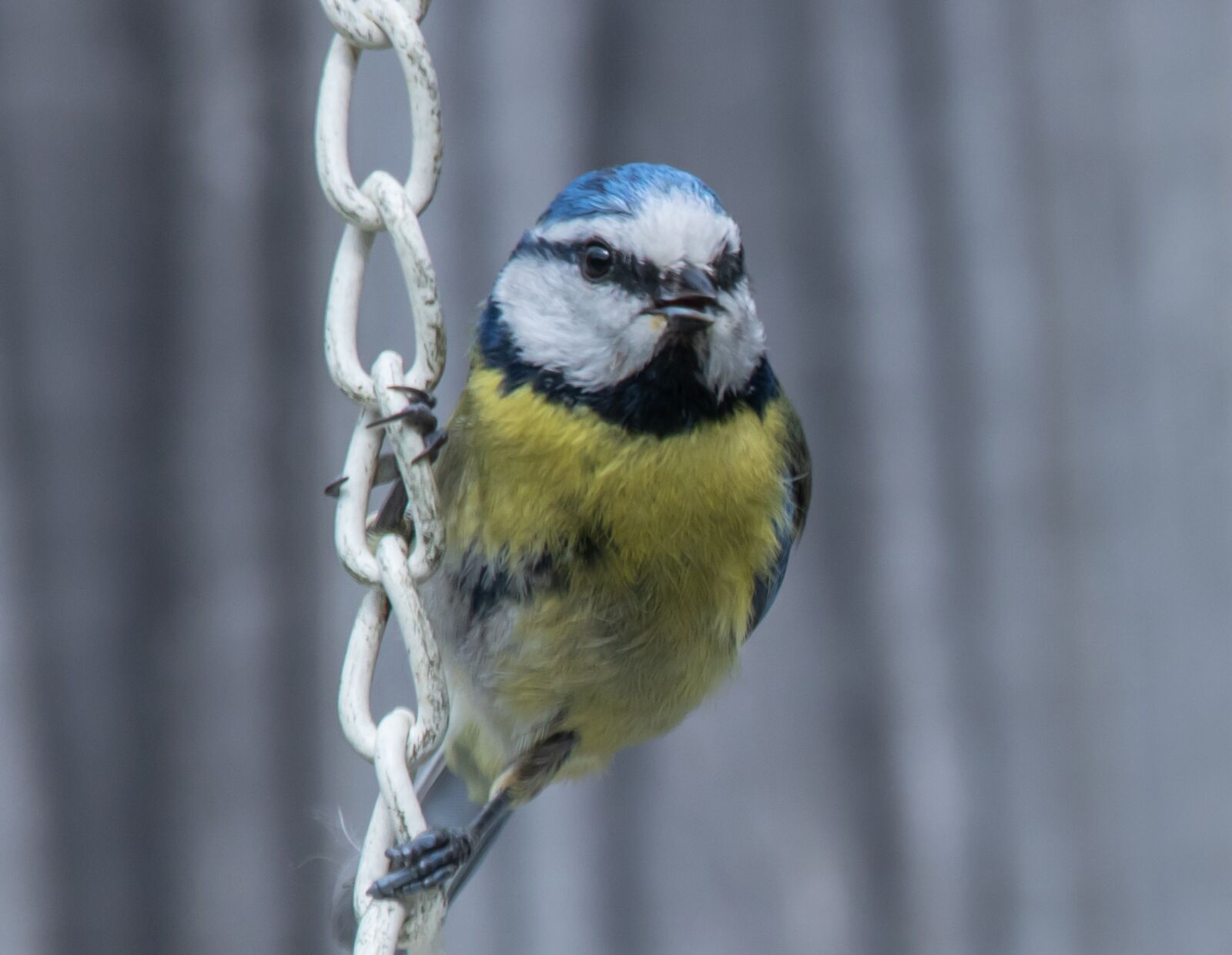 Canon EOS 7D Mark II + 150-600mm F5-6.3 DG OS HSM | Contemporary 015 sample photo. Blue tit, resting, song photography