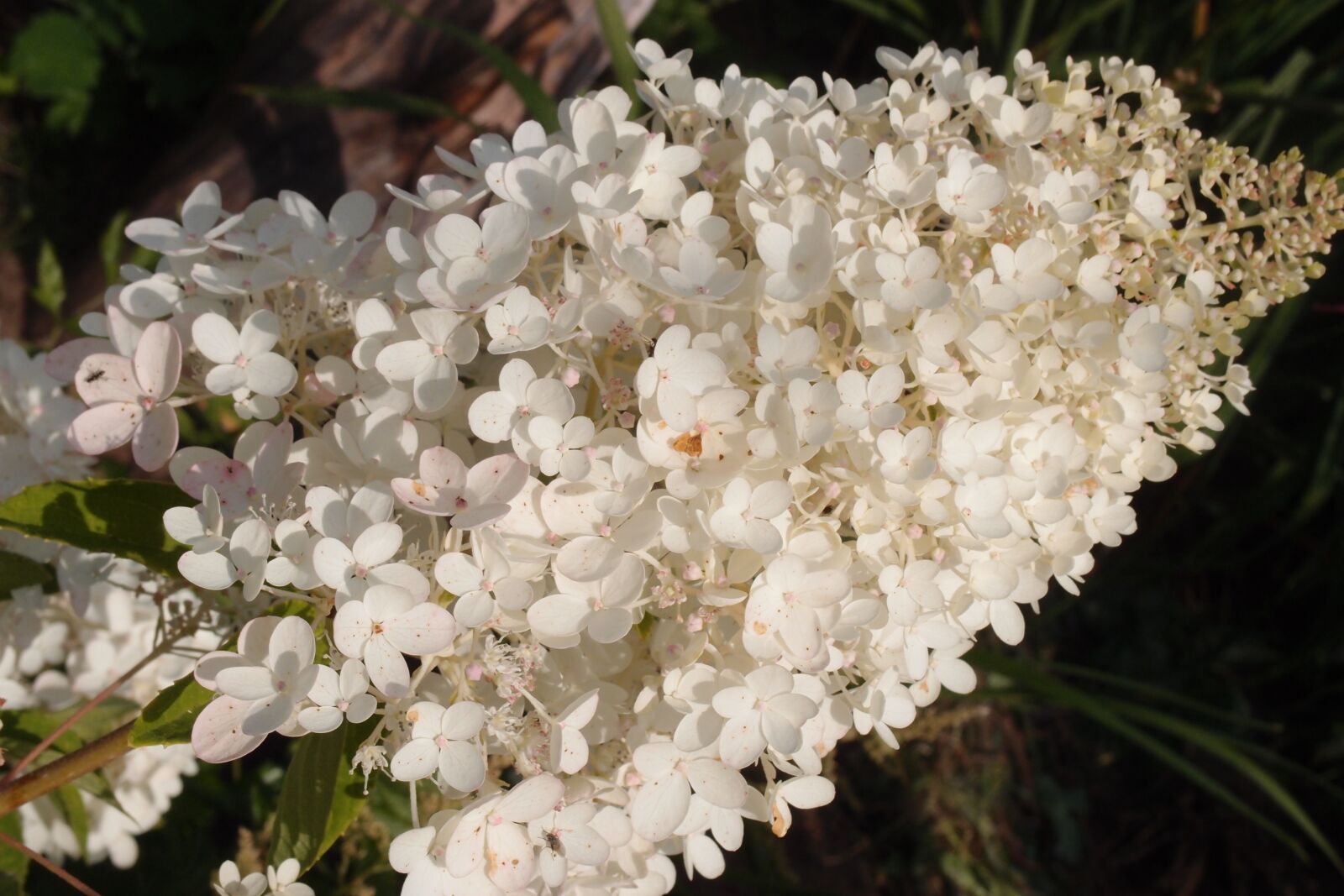 Olympus XZ-1 sample photo. Flower, garden, dacha photography