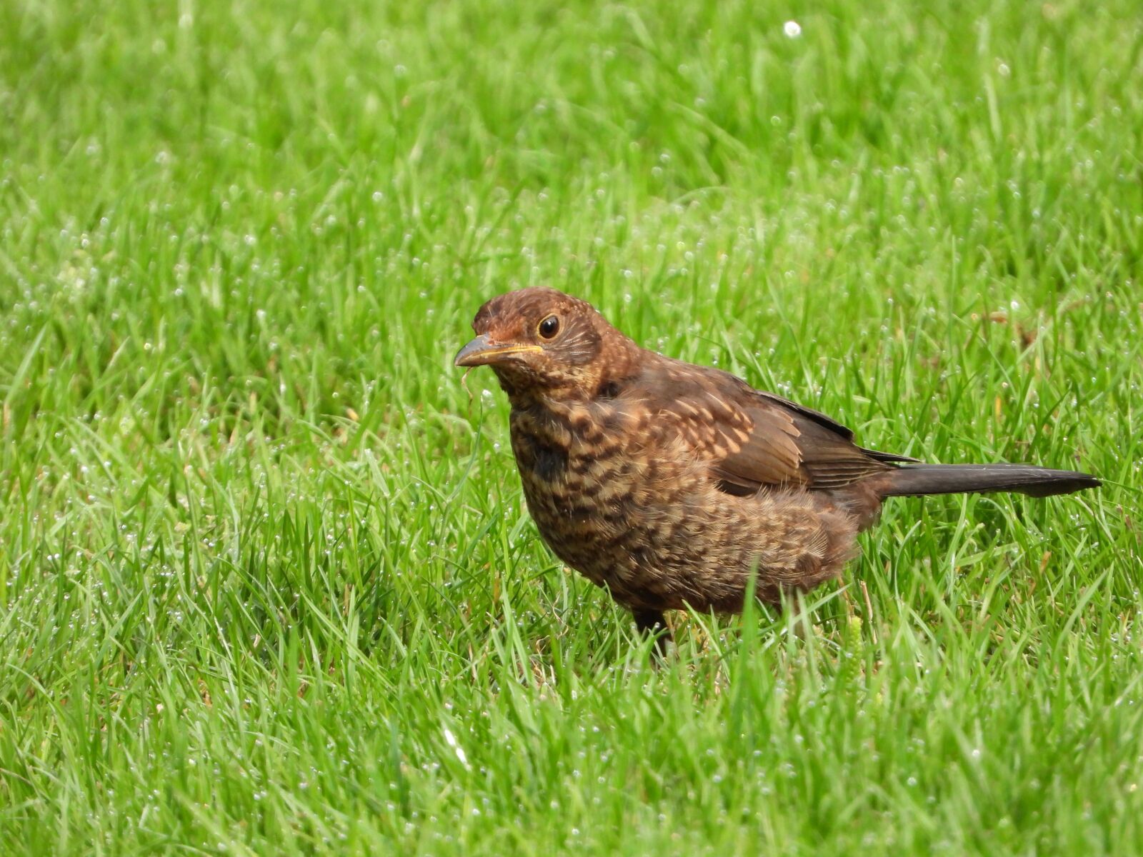 Nikon Coolpix P1000 sample photo. Blackbird, female, bird photography