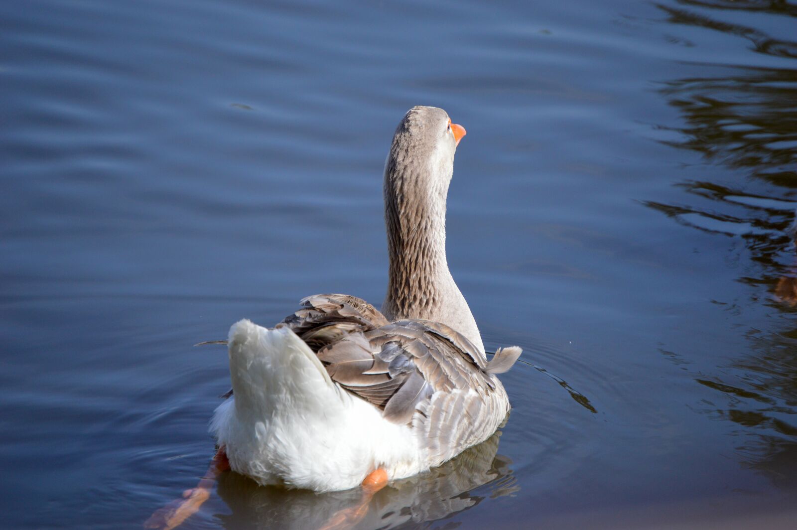 Nikon D3200 sample photo. Duck, ducks, animal photography