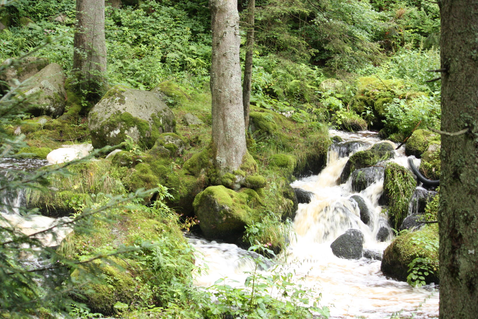 Canon EF-S 55-250mm F4-5.6 IS sample photo. Forest, green, nature, water photography