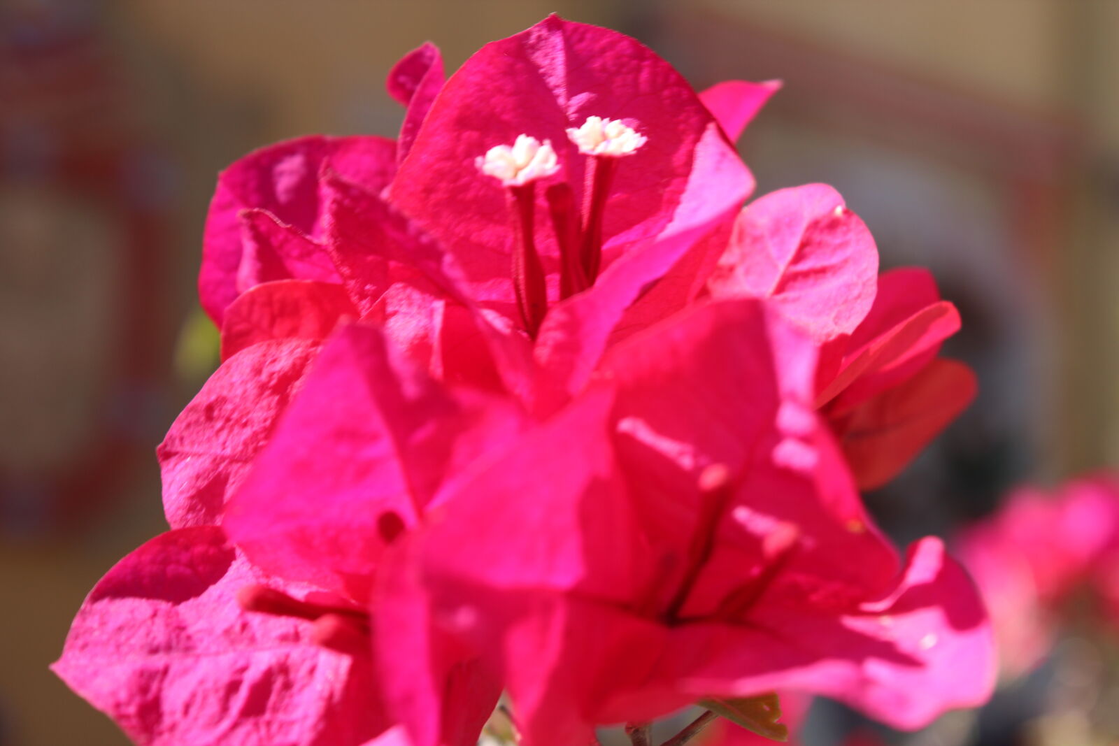 Canon EOS 600D (Rebel EOS T3i / EOS Kiss X5) sample photo. Bugambilia, flower, fucsia photography