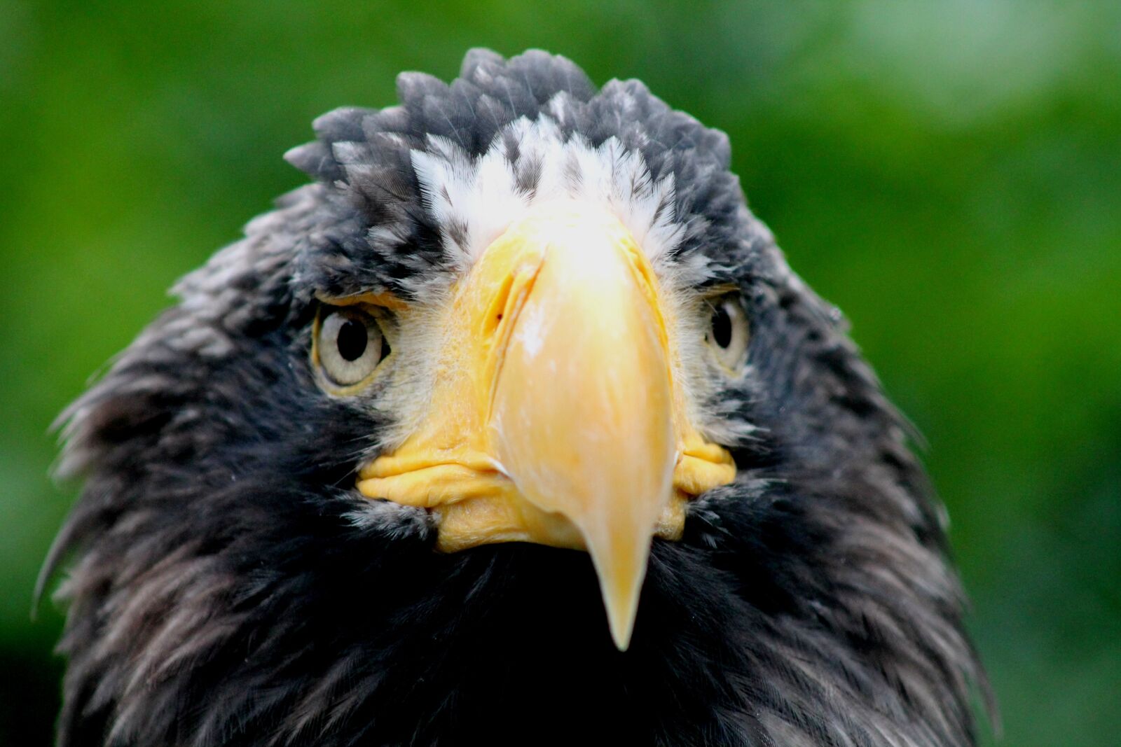 Canon EOS 1100D (EOS Rebel T3 / EOS Kiss X50) sample photo. Bird of prey, animals photography