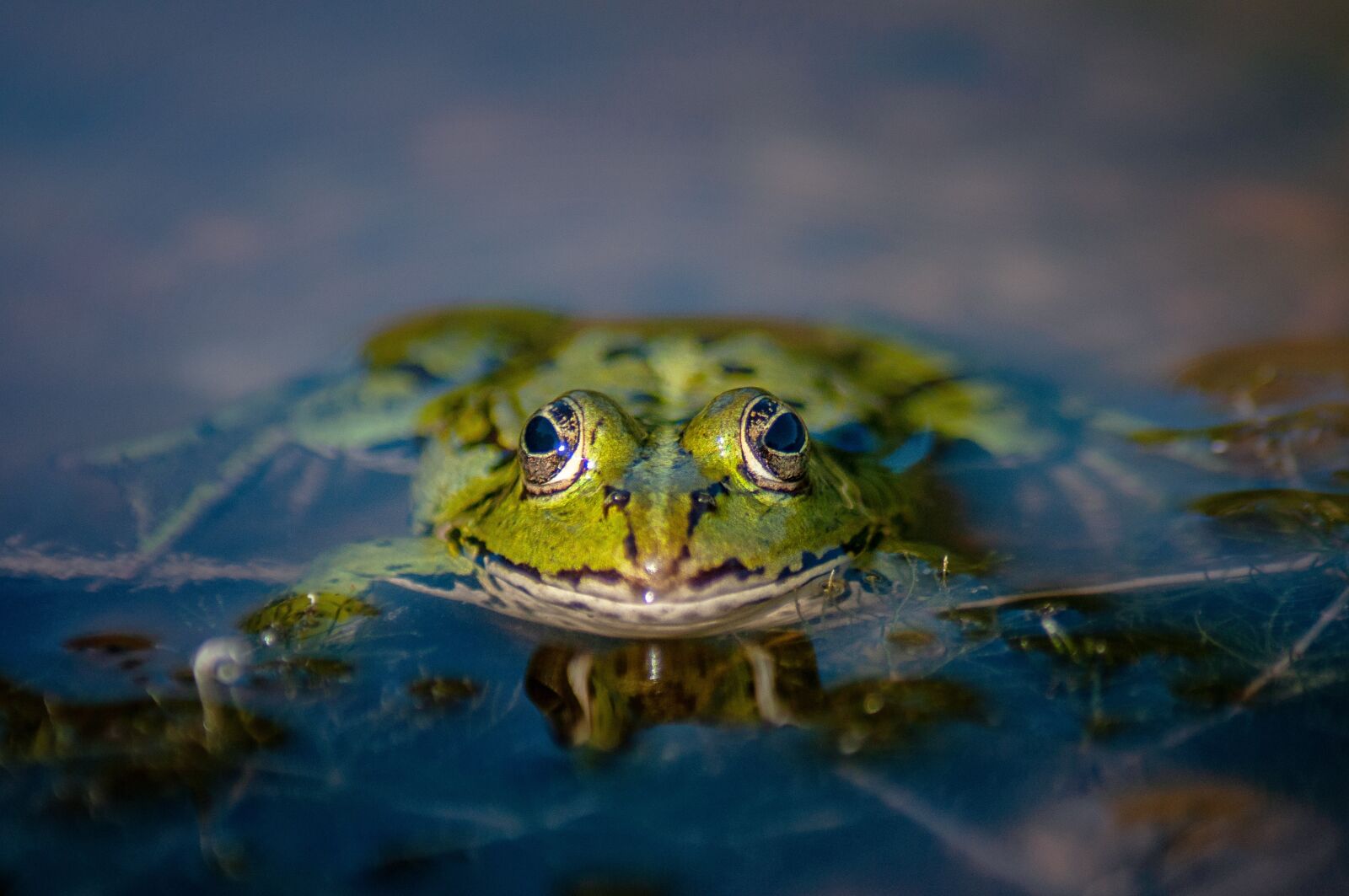 Nikon D5000 sample photo. Frog, water, pond photography
