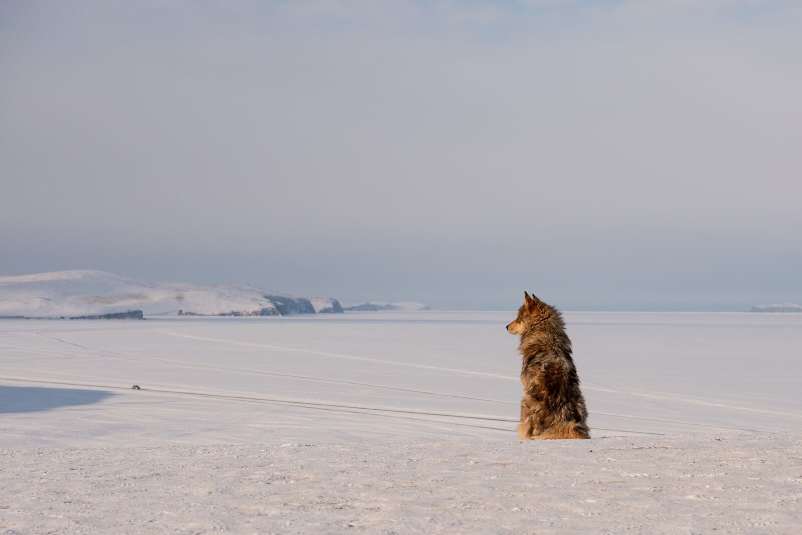 Nikon D750 sample photo. Dog, husky, siberian husky photography