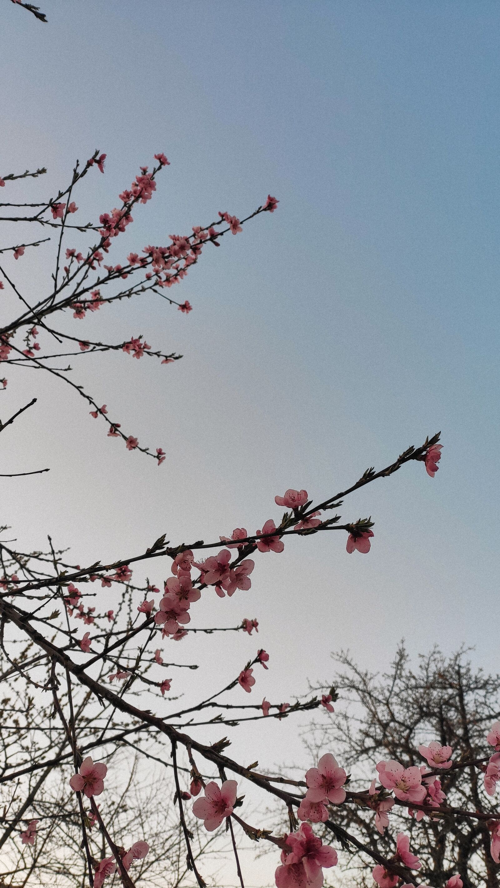Xiaomi MI CC 9 sample photo. Flowers, tree, spring photography