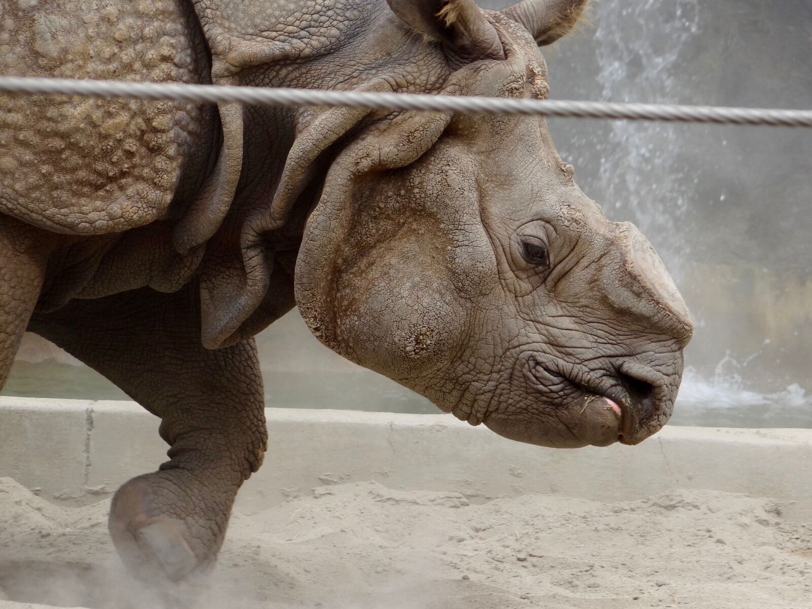 Sony Cyber-shot DSC-HX100V sample photo. Rhino, zoo, wild photography