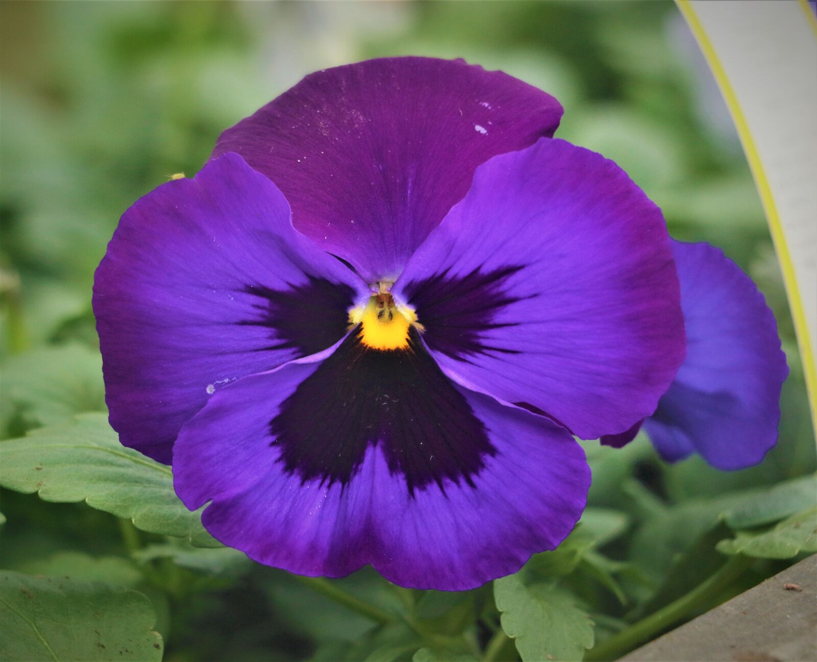 Canon EOS 7D Mark II sample photo. Pansy, flower, plant photography