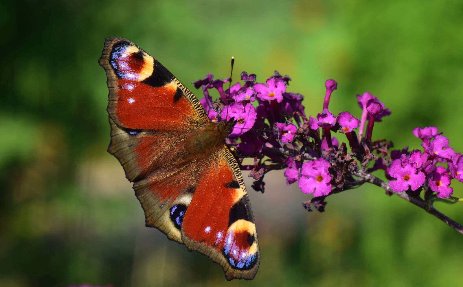 Nikon D3300 sample photo. Peacock, butterfly, insect photography