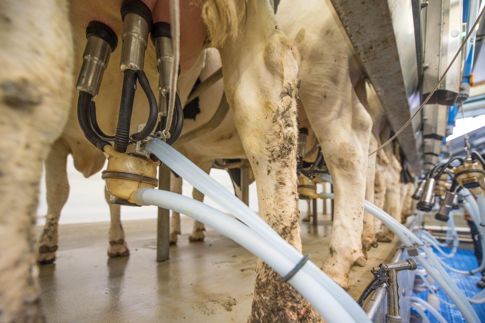 Nikon D750 sample photo. Milk, cow's milk, animal photography