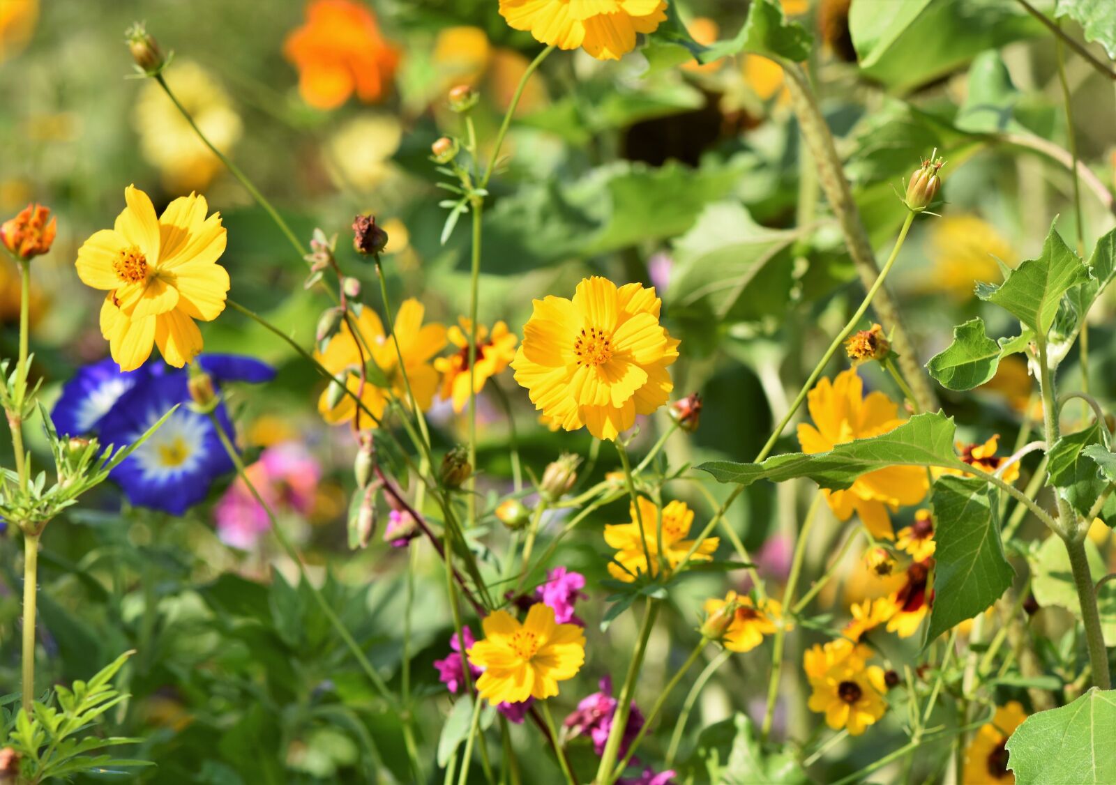 Nikon D7200 sample photo. Flower meadow, flowers, wildflowers photography