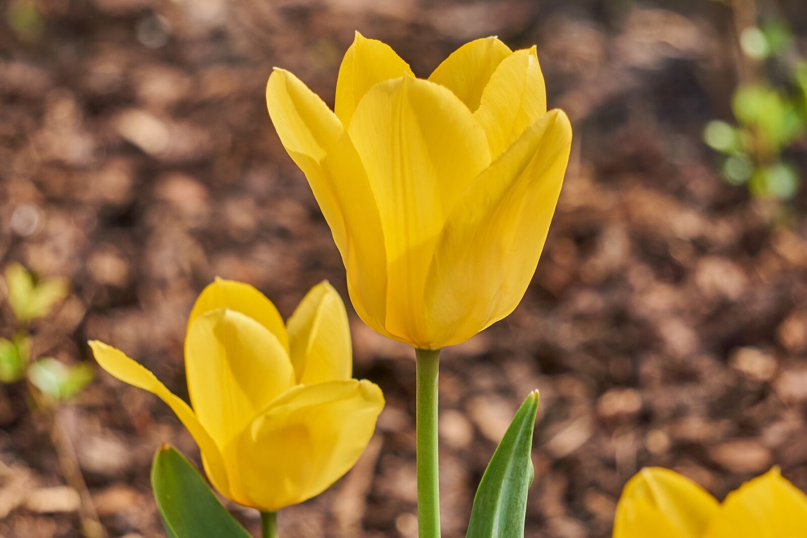 Sony E 55-210mm F4.5-6.3 OSS sample photo. Tulip, blossom, bloom photography