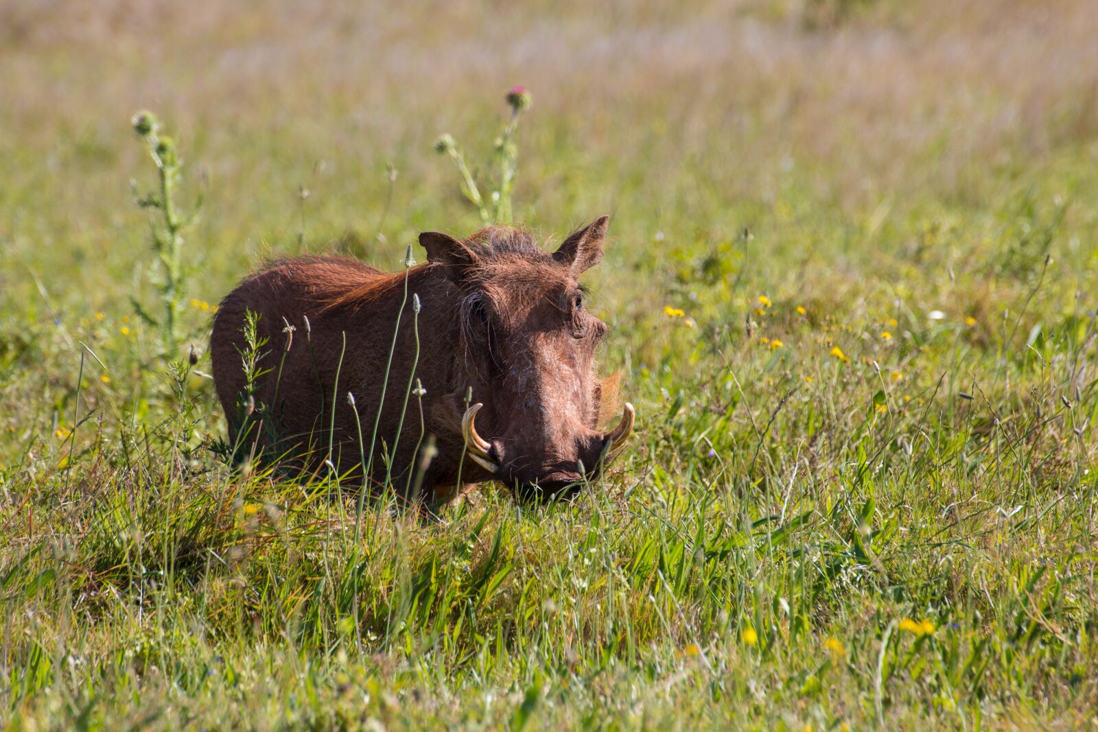 Canon EOS 70D sample photo. Warthog, south africa, safari photography
