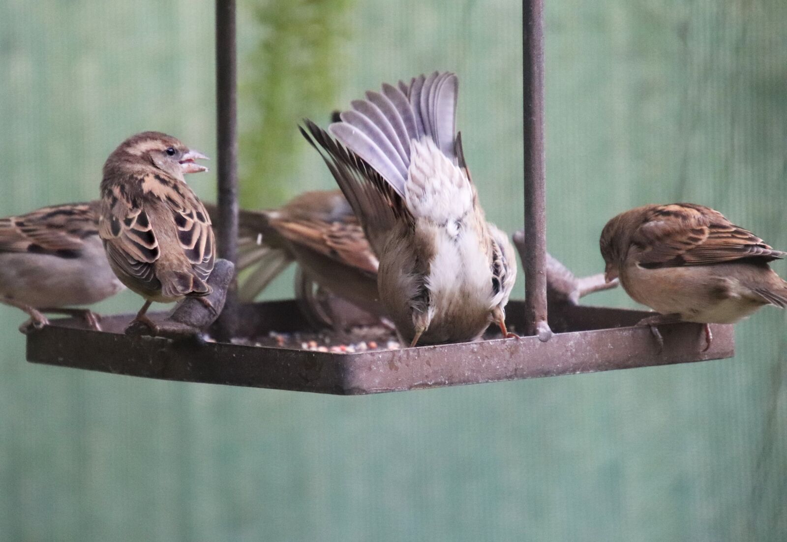 Canon EOS 800D (EOS Rebel T7i / EOS Kiss X9i) sample photo. Birds, sparrows, feeding photography