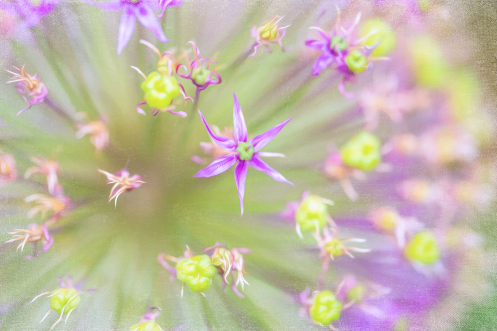 Canon EF 100mm F2.8L Macro IS USM sample photo. Floral, garden, spring photography