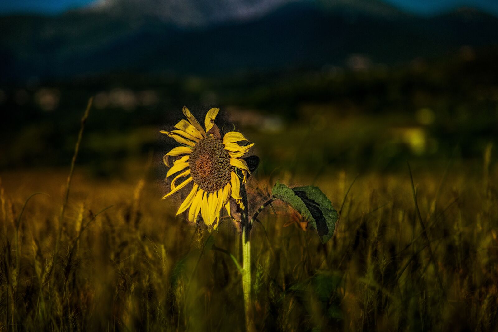 Canon EOS 5D Mark III sample photo. Sunflowers, field, summer photography
