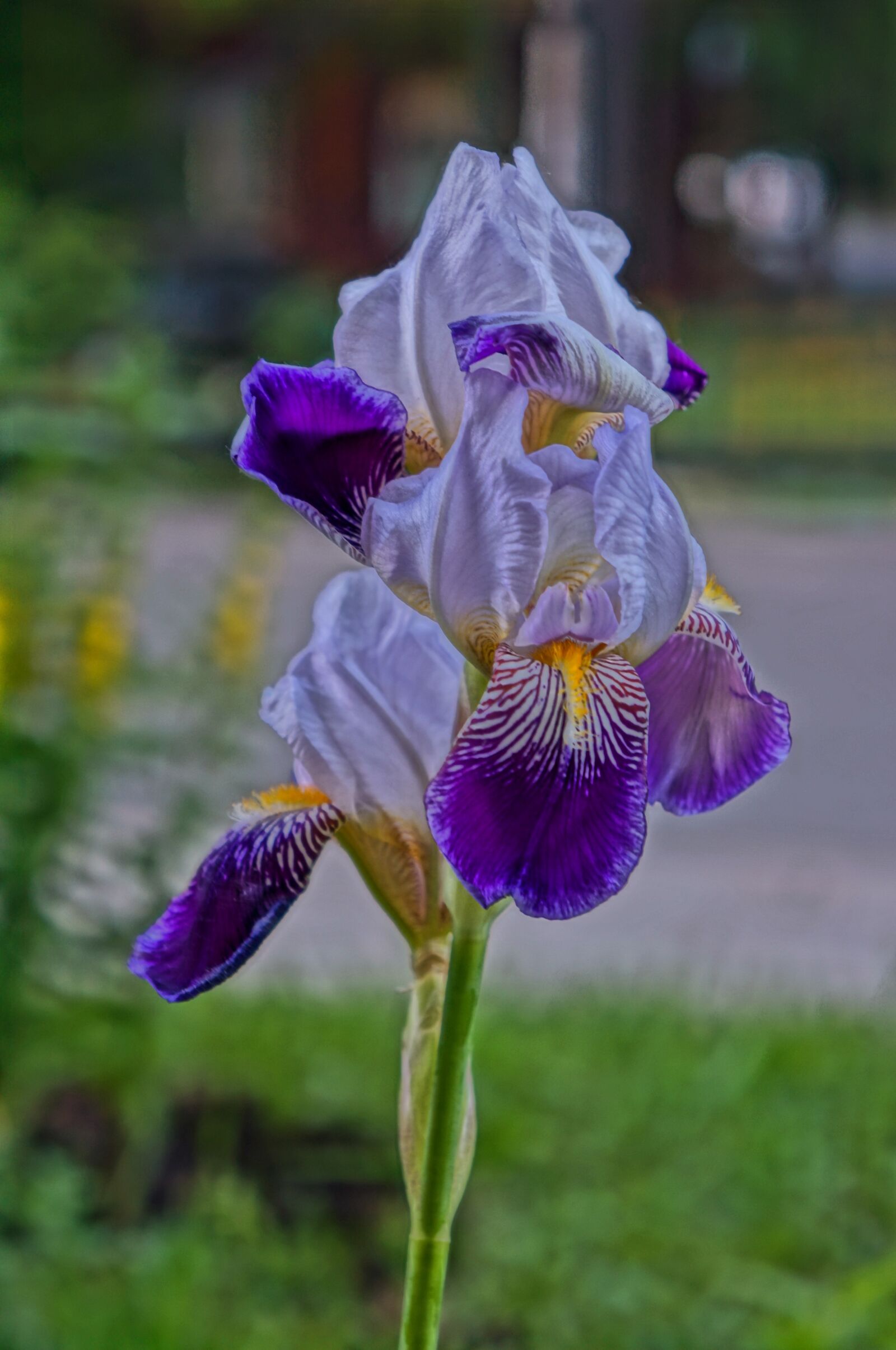 Sony Alpha NEX-5R + Sony E 18-55mm F3.5-5.6 OSS sample photo. Flower, summer, iris photography