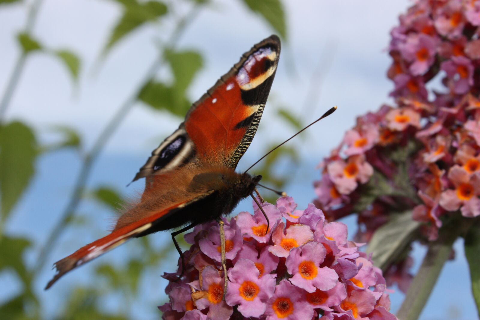 Canon EOS 450D (EOS Rebel XSi / EOS Kiss X2) sample photo. Summer, peacock, butterfly photography
