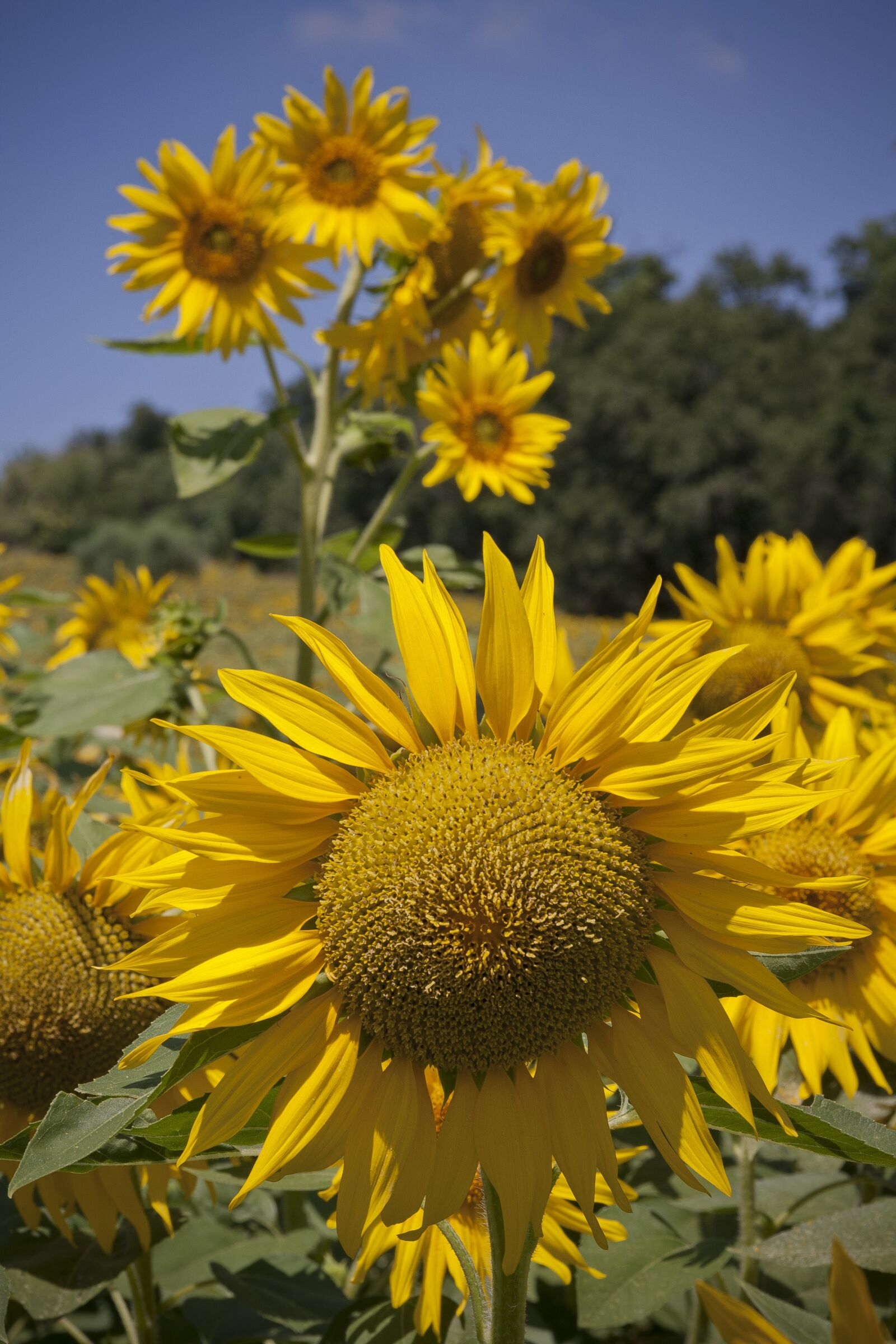 Canon EOS 1000D (EOS Digital Rebel XS / EOS Kiss F) sample photo. Sunflower, sunny, landscape photography