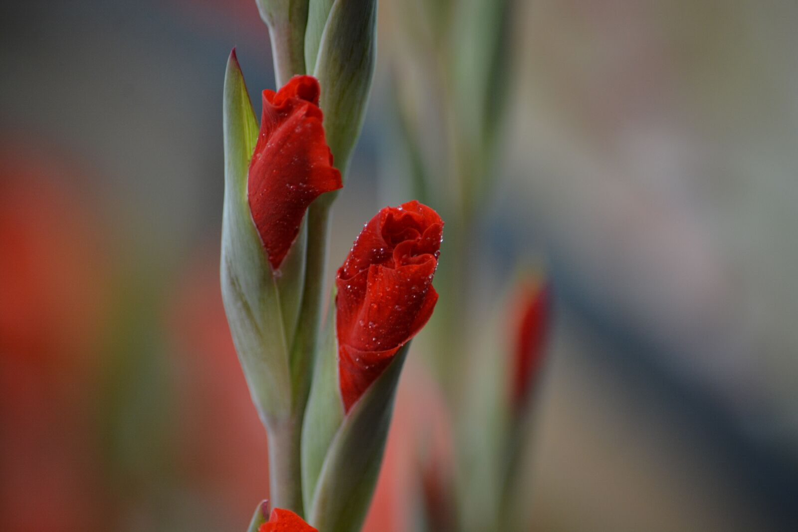 Nikon D7100 sample photo. Red, flower, garden photography