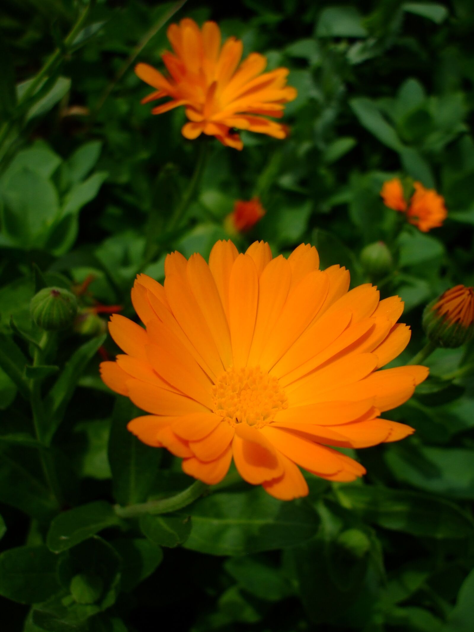 Fujifilm FinePix A800 sample photo. Orange flower, flower, blossom photography