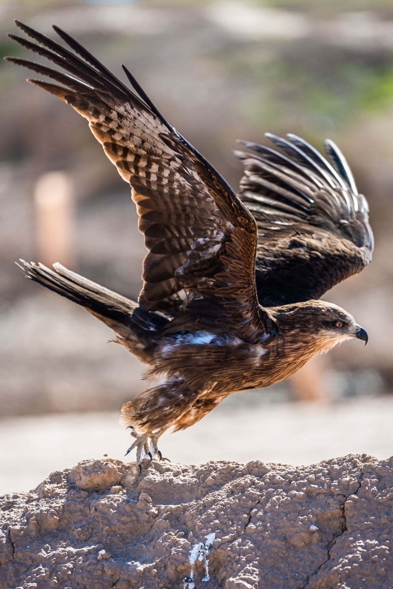 Nikon D810 sample photo. Red milan, animal, bird photography