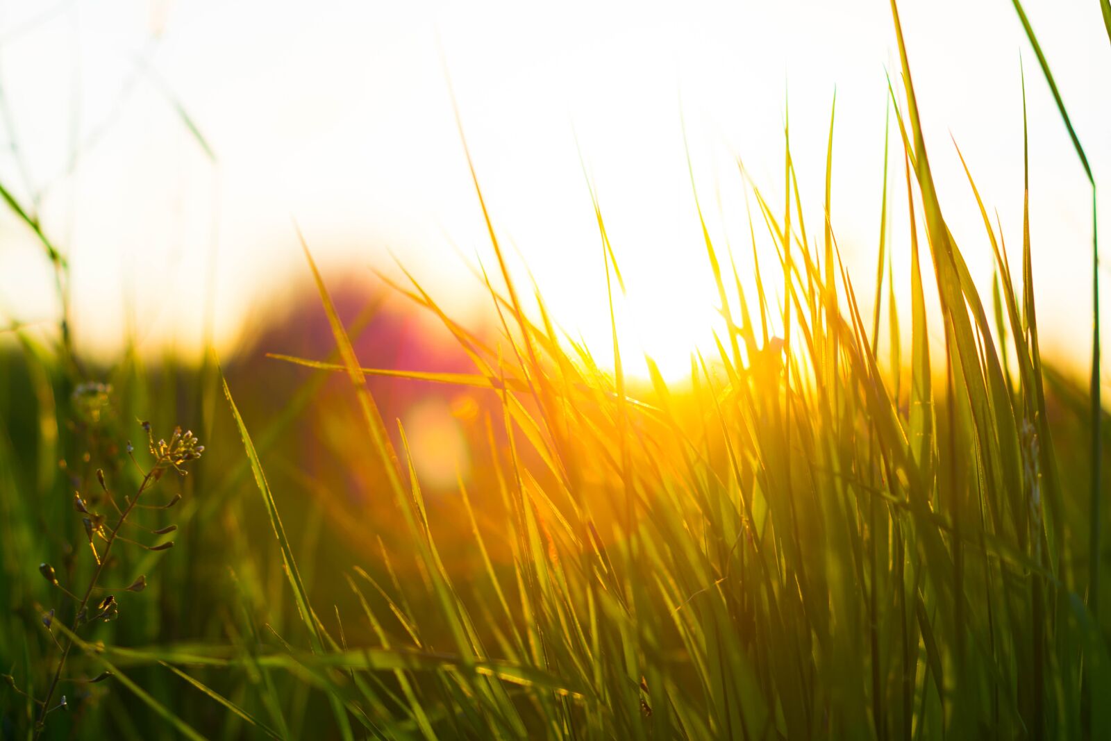 Nikon D7100 sample photo. Grass, green, nature photography