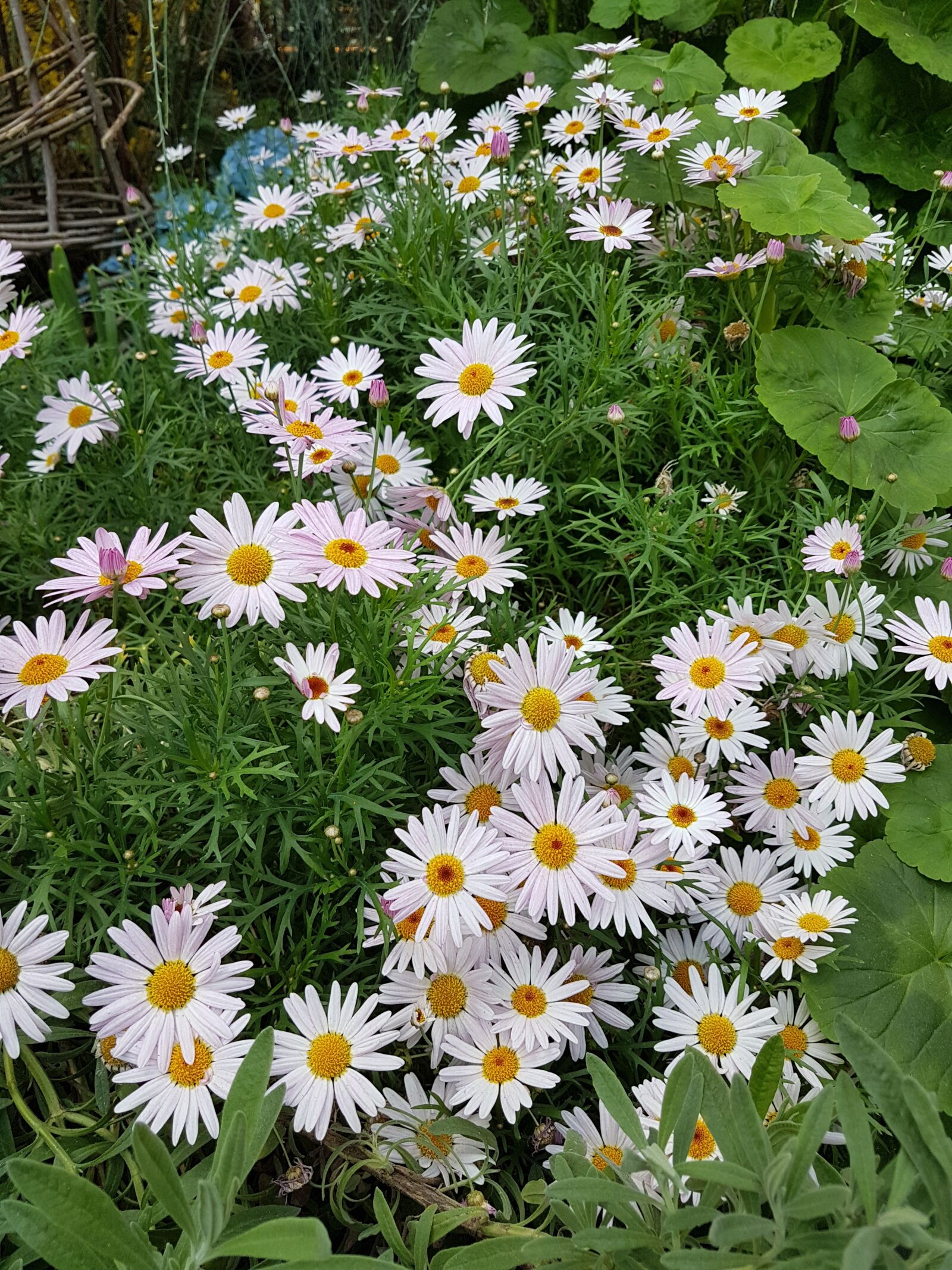 Samsung Galaxy S7 sample photo. Flower, flora, nature photography