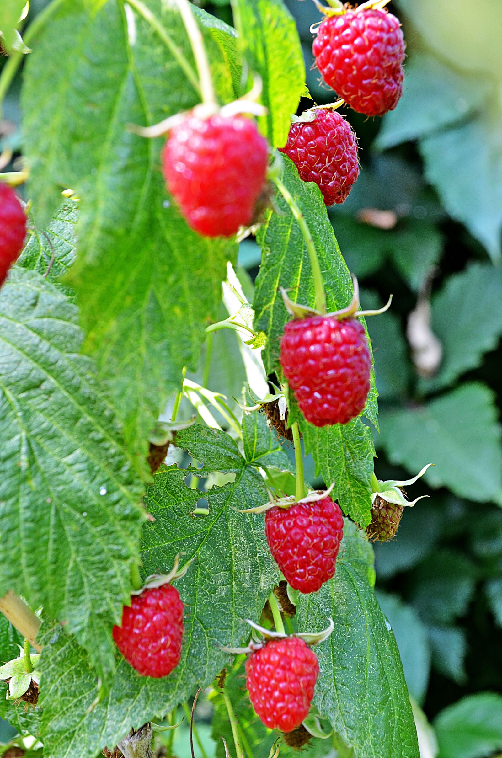 Nikon D5100 sample photo. Malina, raspberries, fruit photography