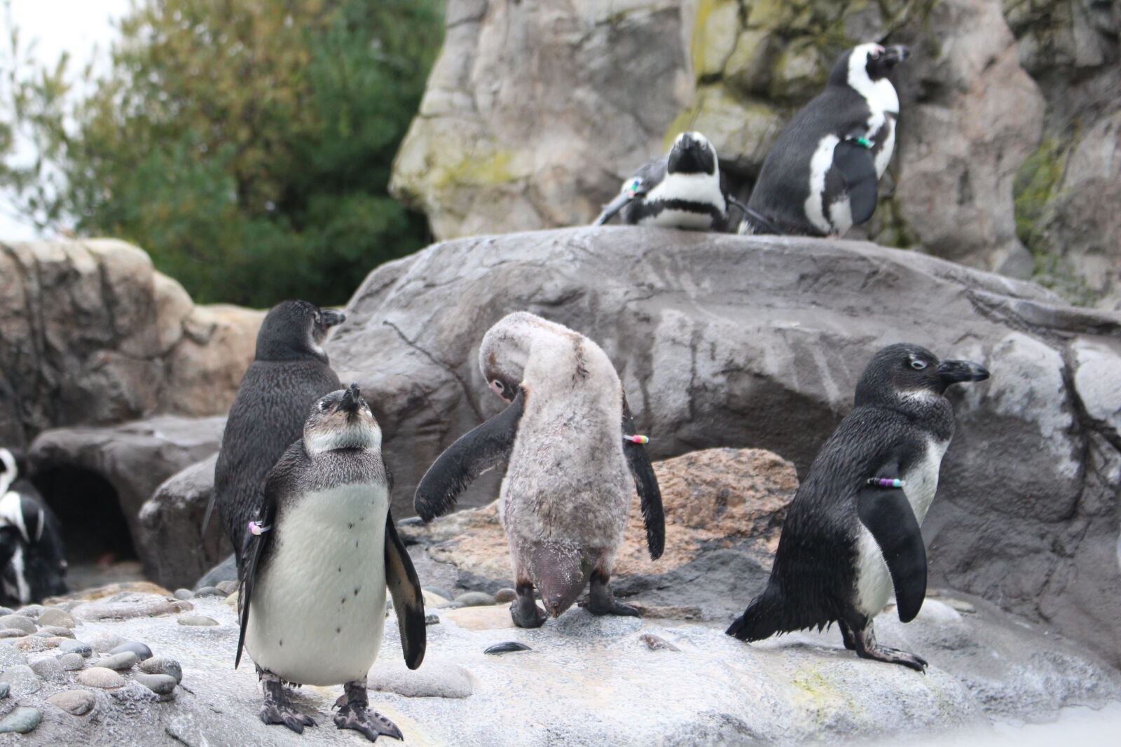 Canon EOS 700D (EOS Rebel T5i / EOS Kiss X7i) sample photo. Penguin, penguins photography