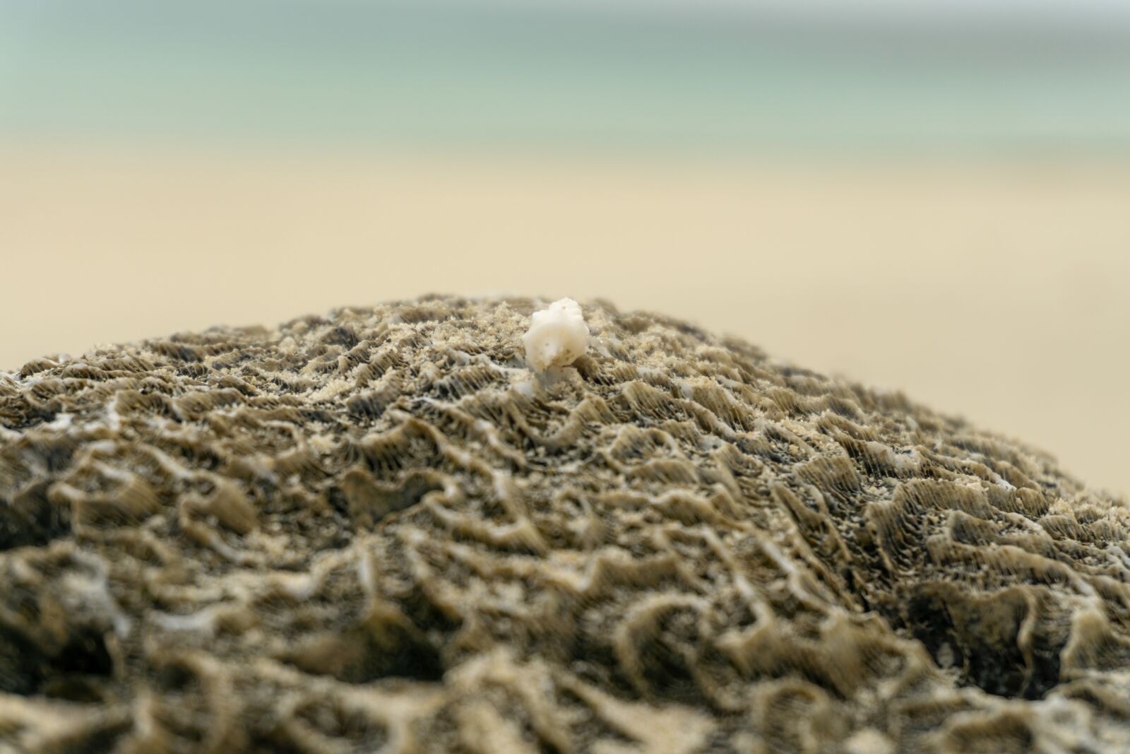 Sony a6000 sample photo. Coral, brain coral, brain photography