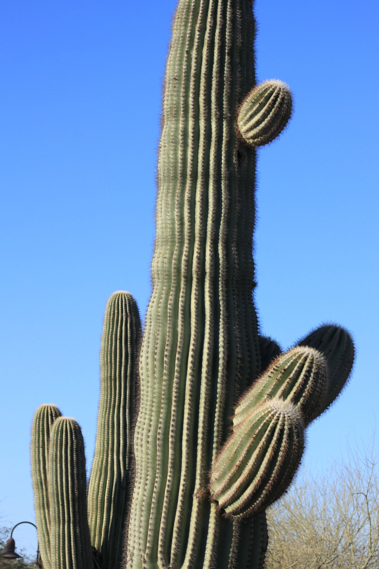 Canon EOS 500D (EOS Rebel T1i / EOS Kiss X3) sample photo. Arizona, blue, sky, cactus photography