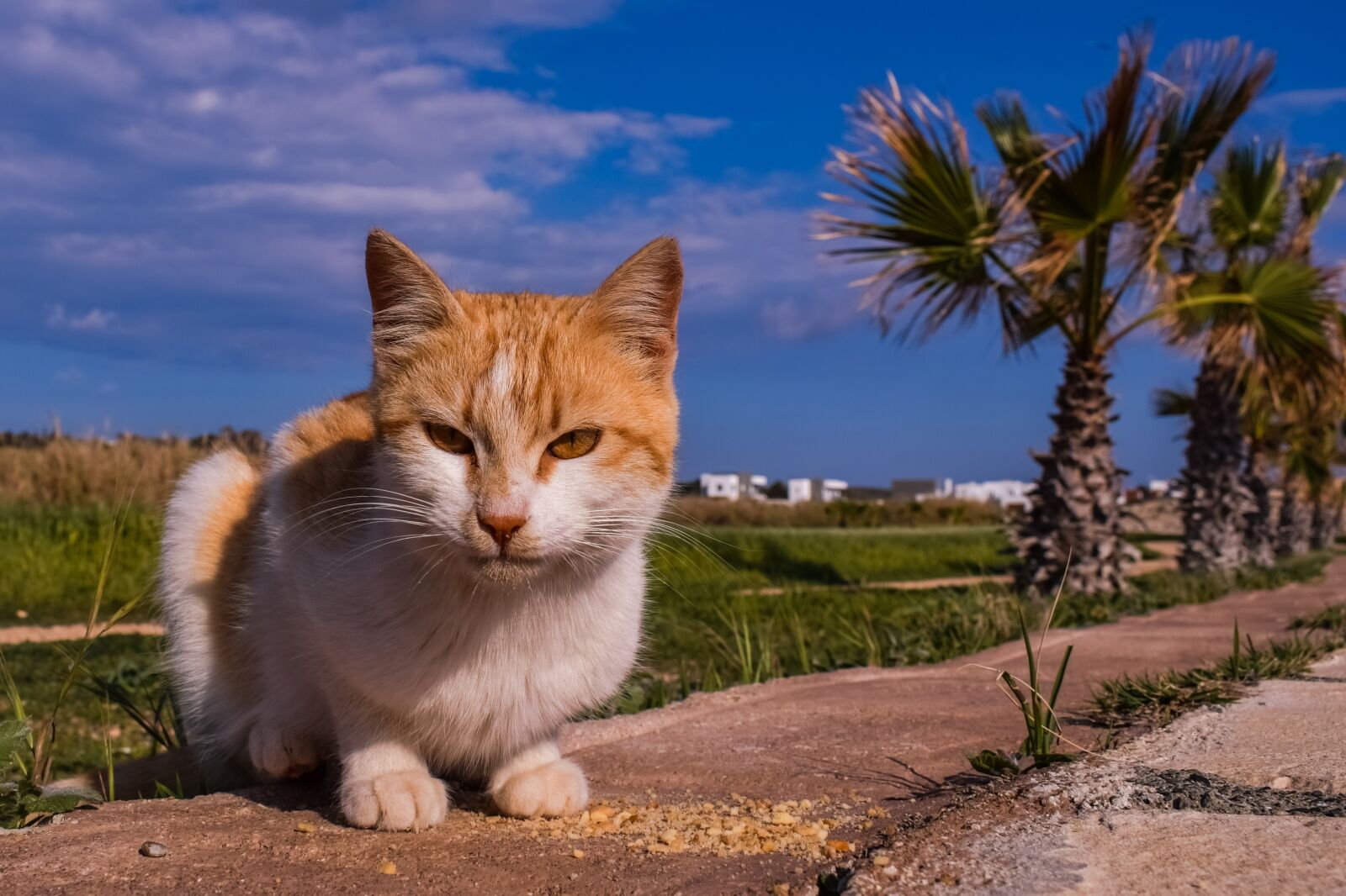 Nikon D3300 sample photo. Cat, stray, young photography